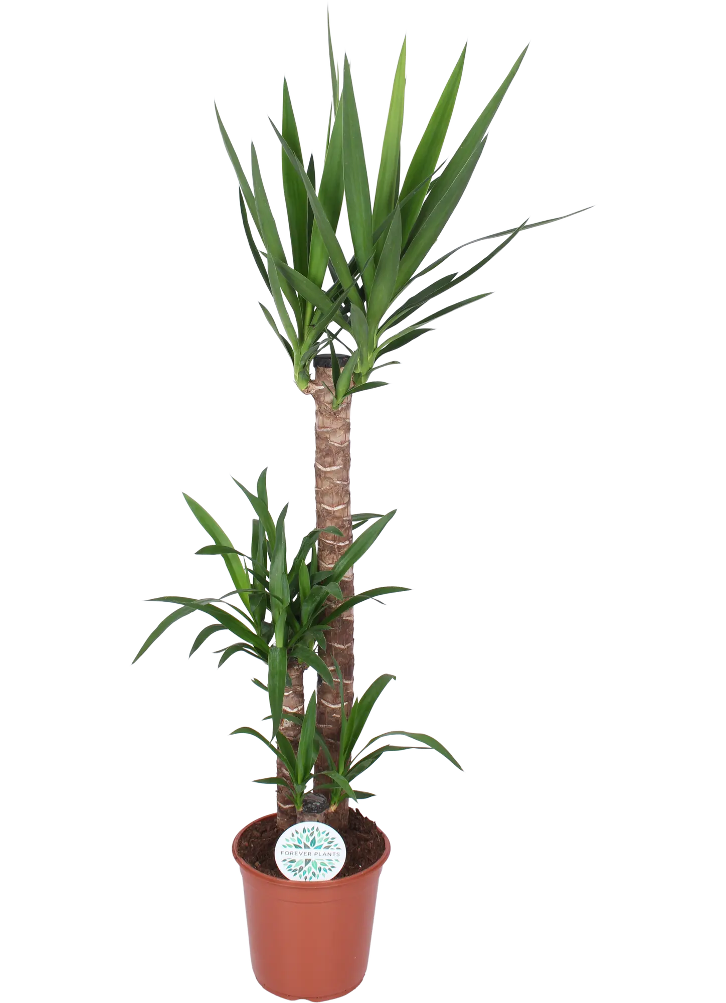Juka 130-140 cm