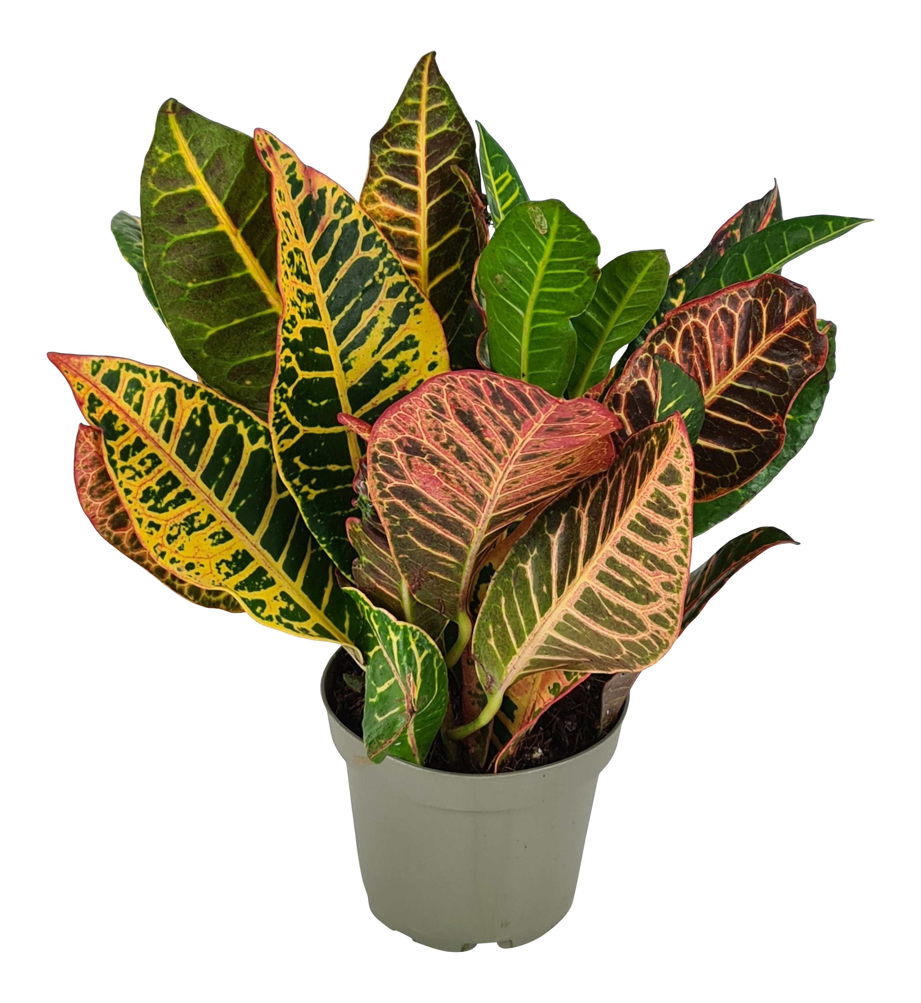 Trójskrzyn pstry Petra 35 cm