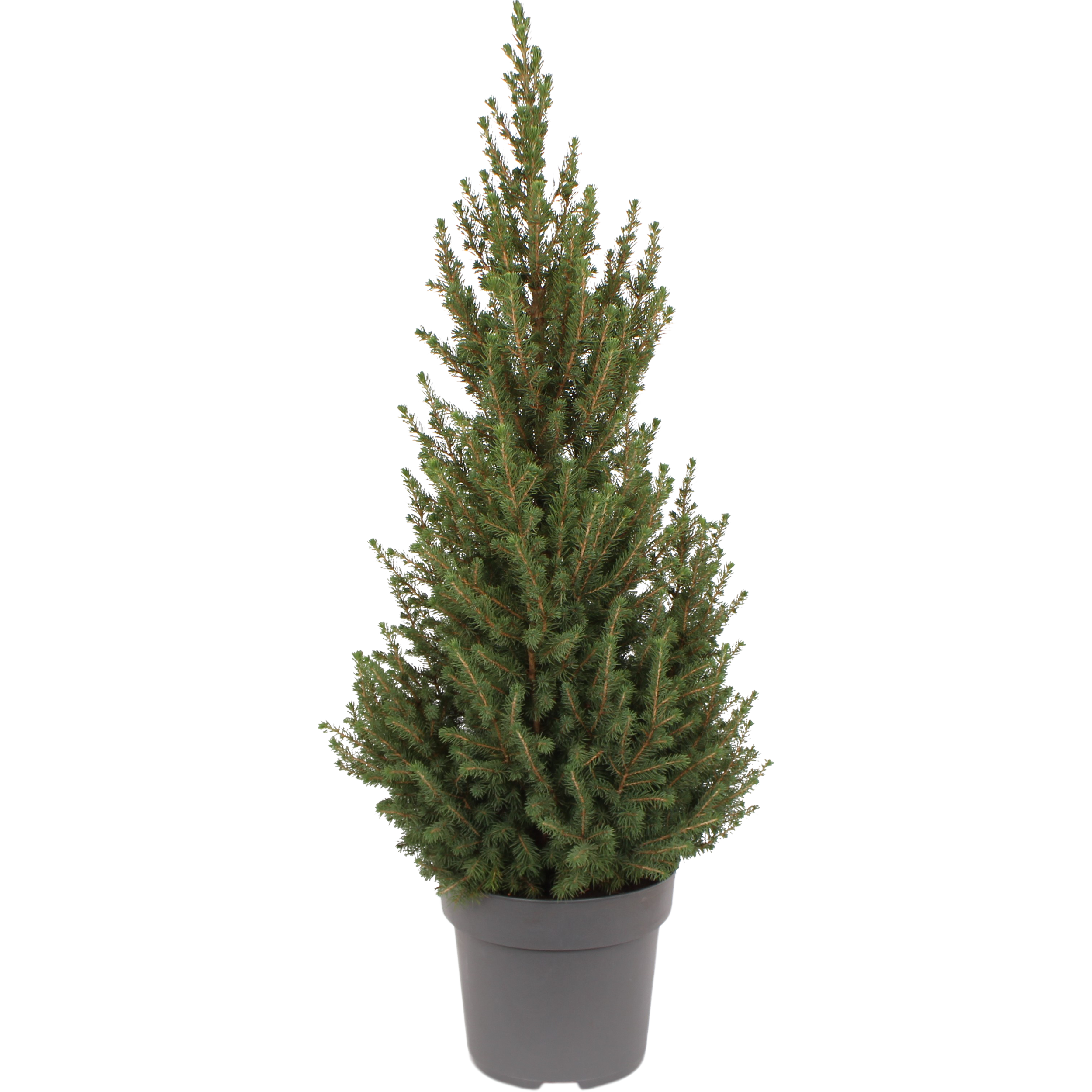 Świerk biały Conica 90-110 cm