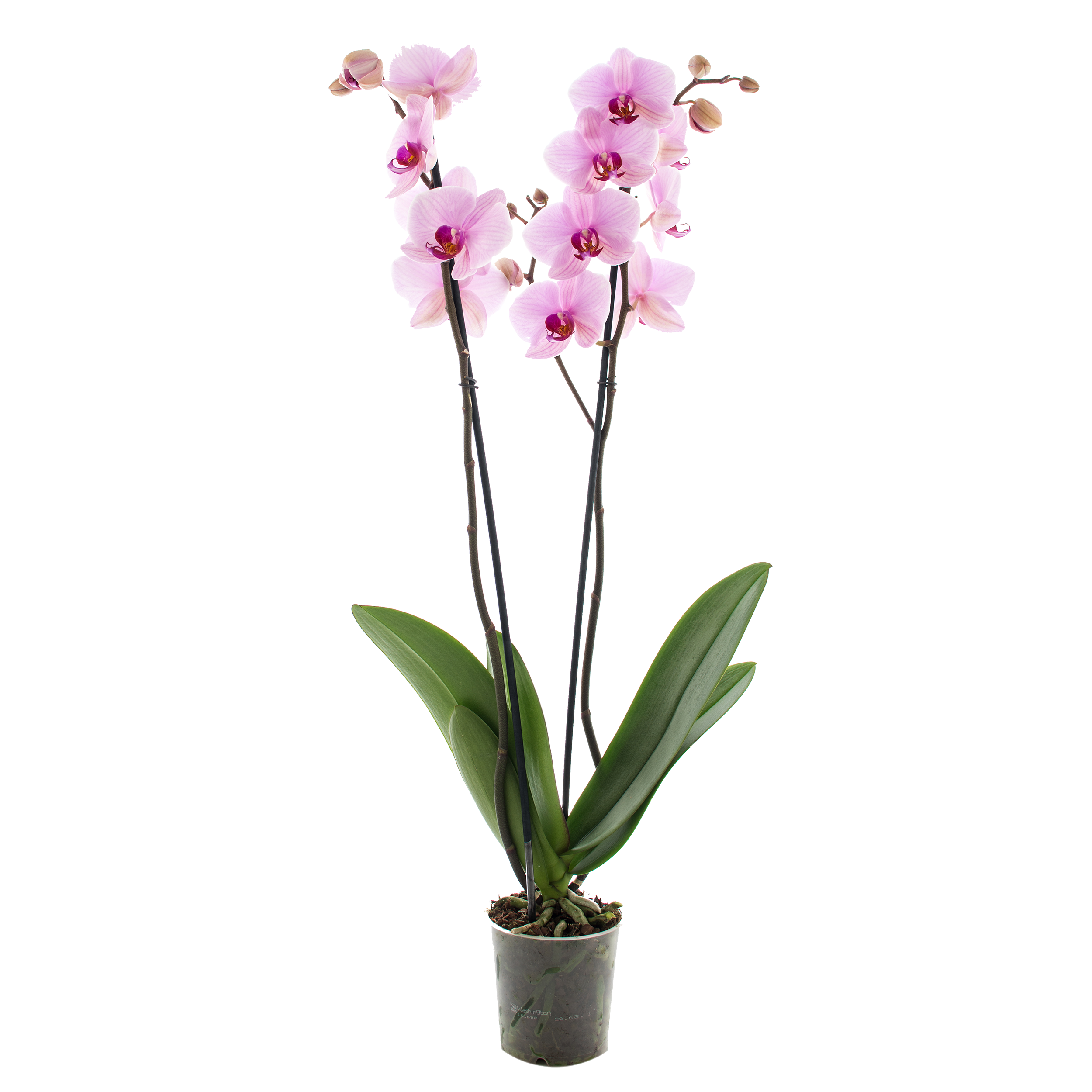 Storczyk Falenopsis 2 pędy 50-70 cm