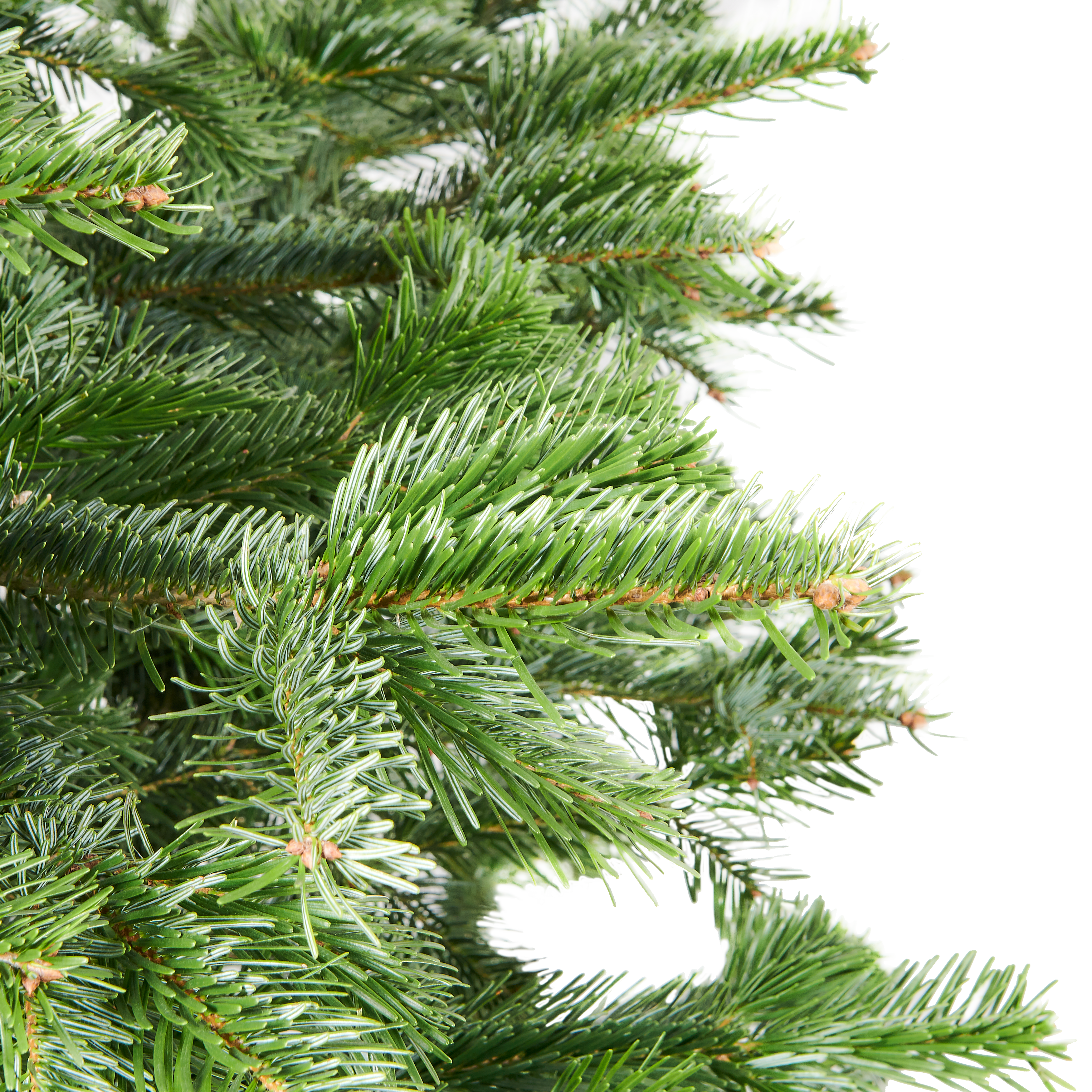 Jodła kaukaska 225-250cm choinka żywa cięta - 2