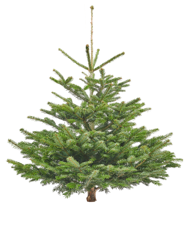 Jodła kaukaska 100-125cm choinka żywa cięta