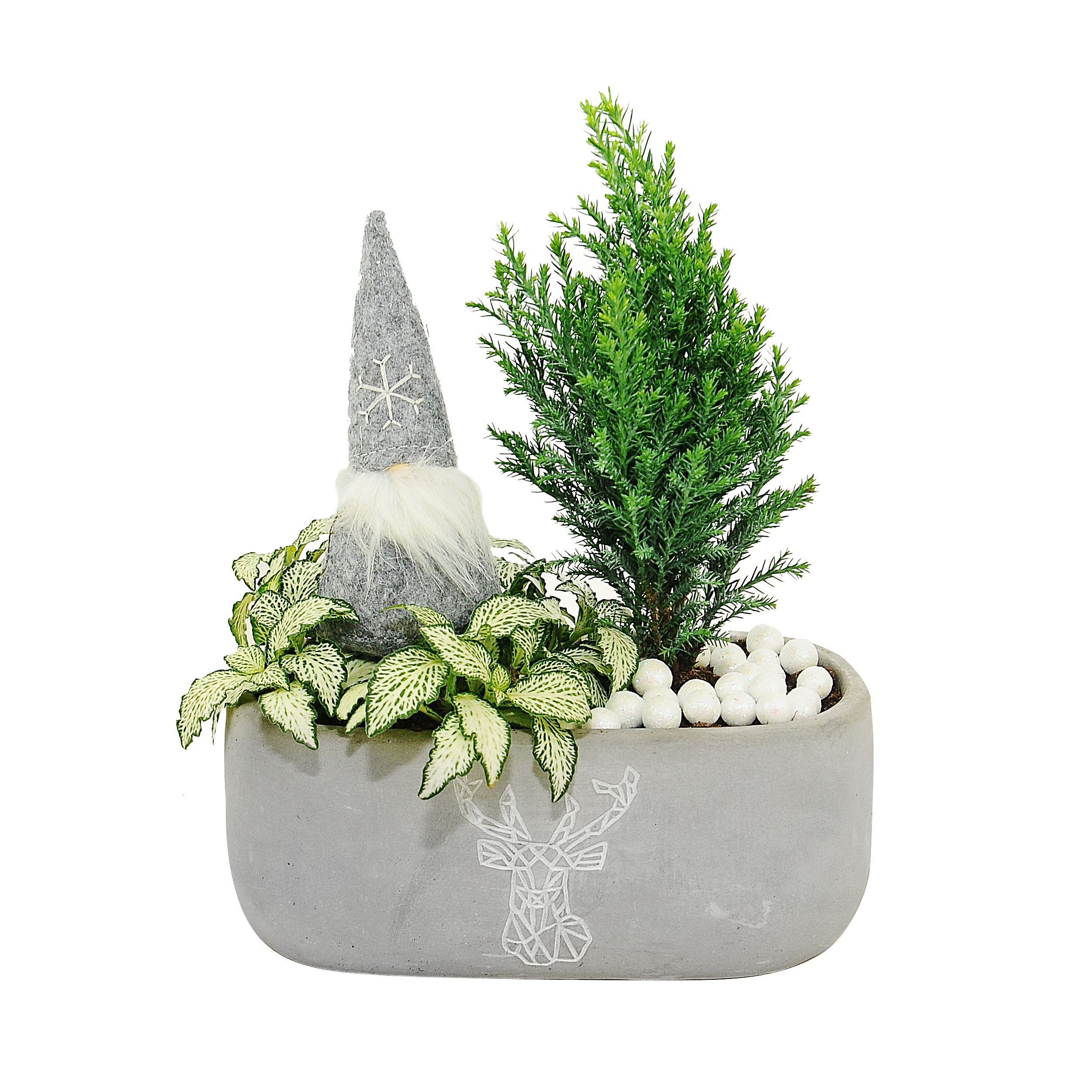 Cyprysik Fitonia mix 25-30 cm