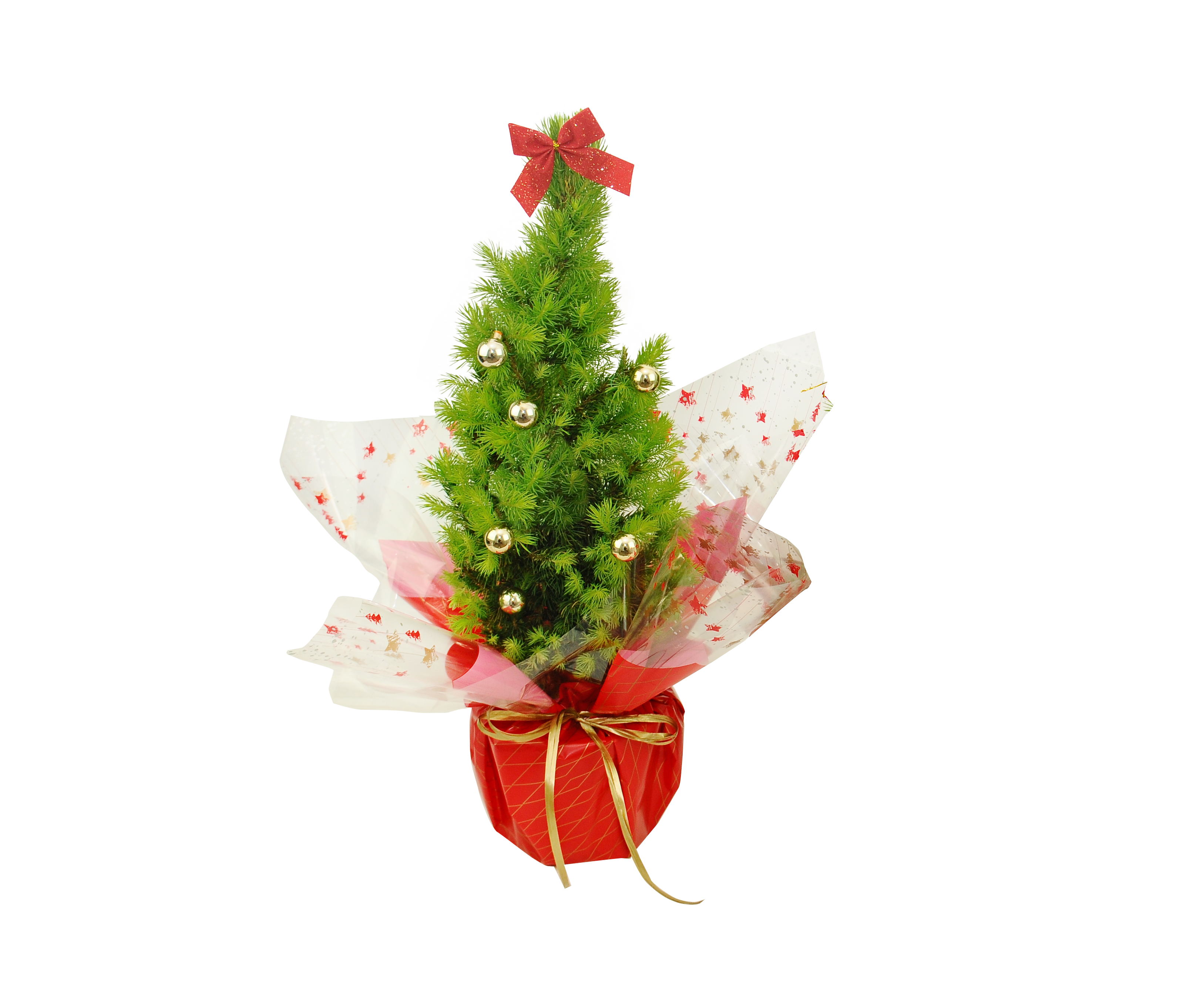Świerk 50-55 cm choinka żywa w donicy