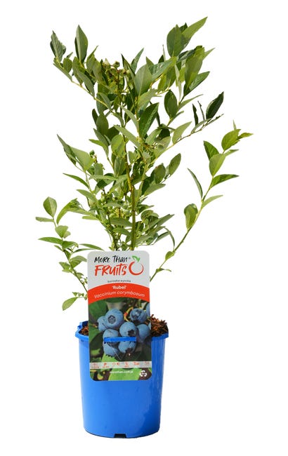 Borowka amerykanska 40 cm 85174309