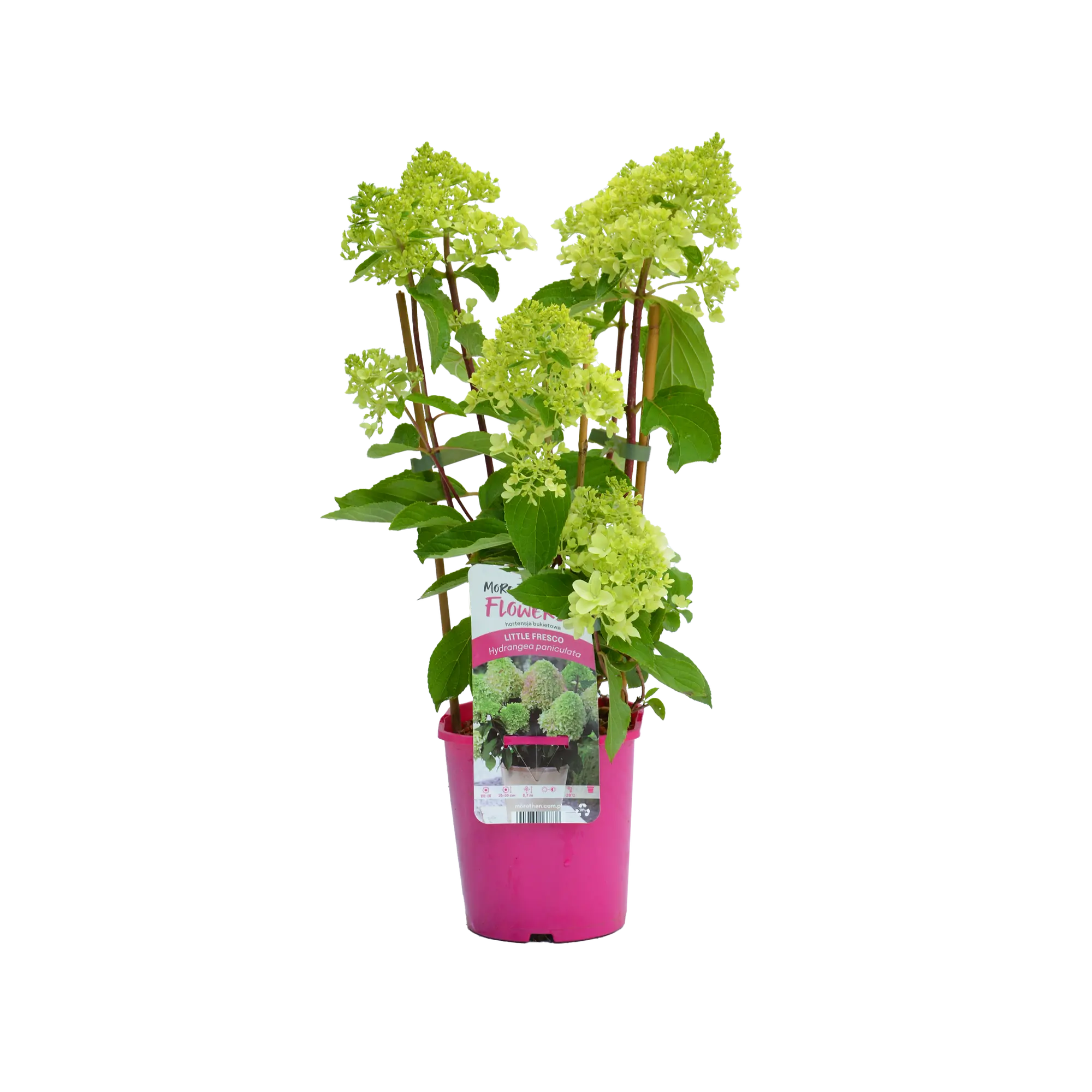 Hortensja bukietowa Premium 50 cm