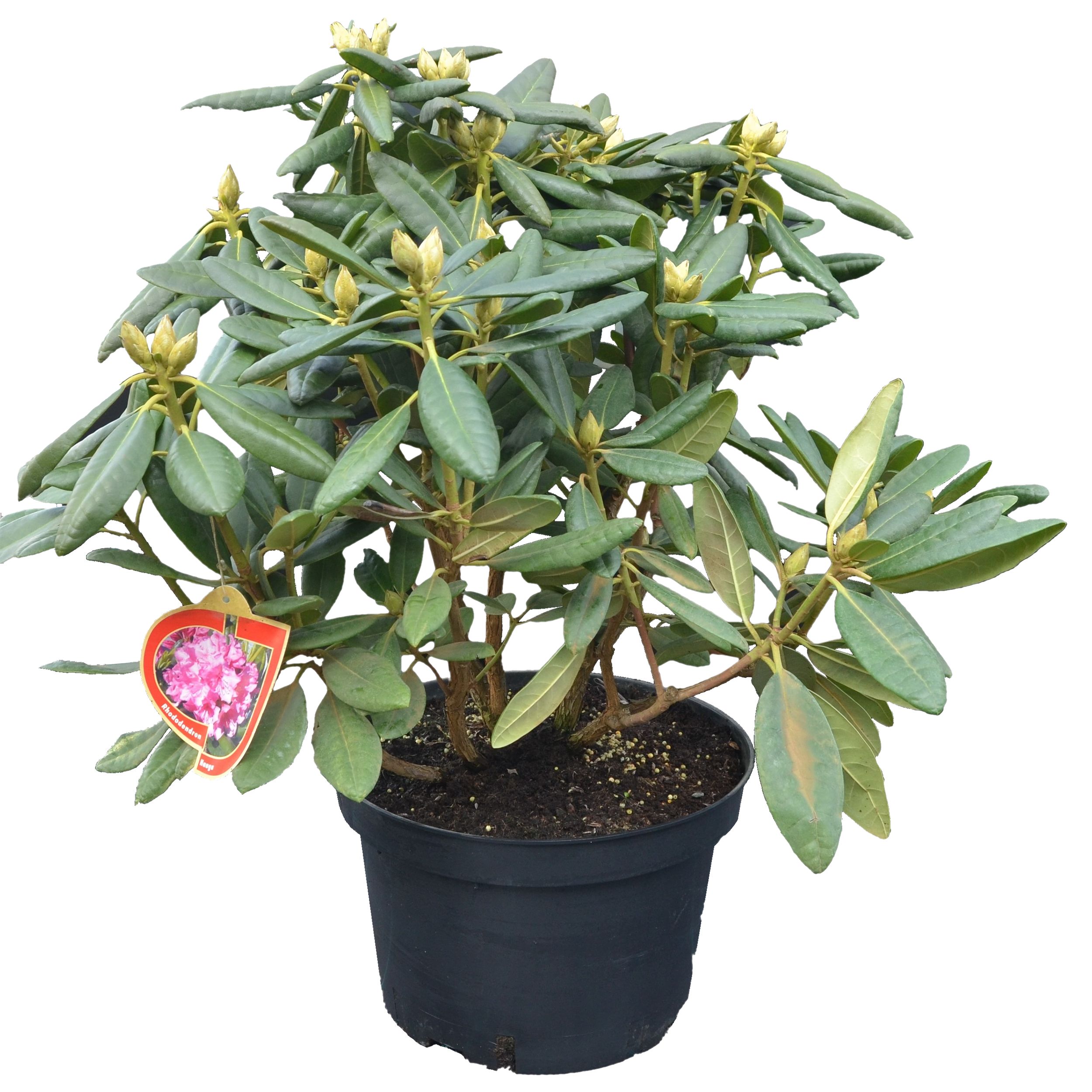 Rododendron Azalia Różanecznik mix 35-40 cm