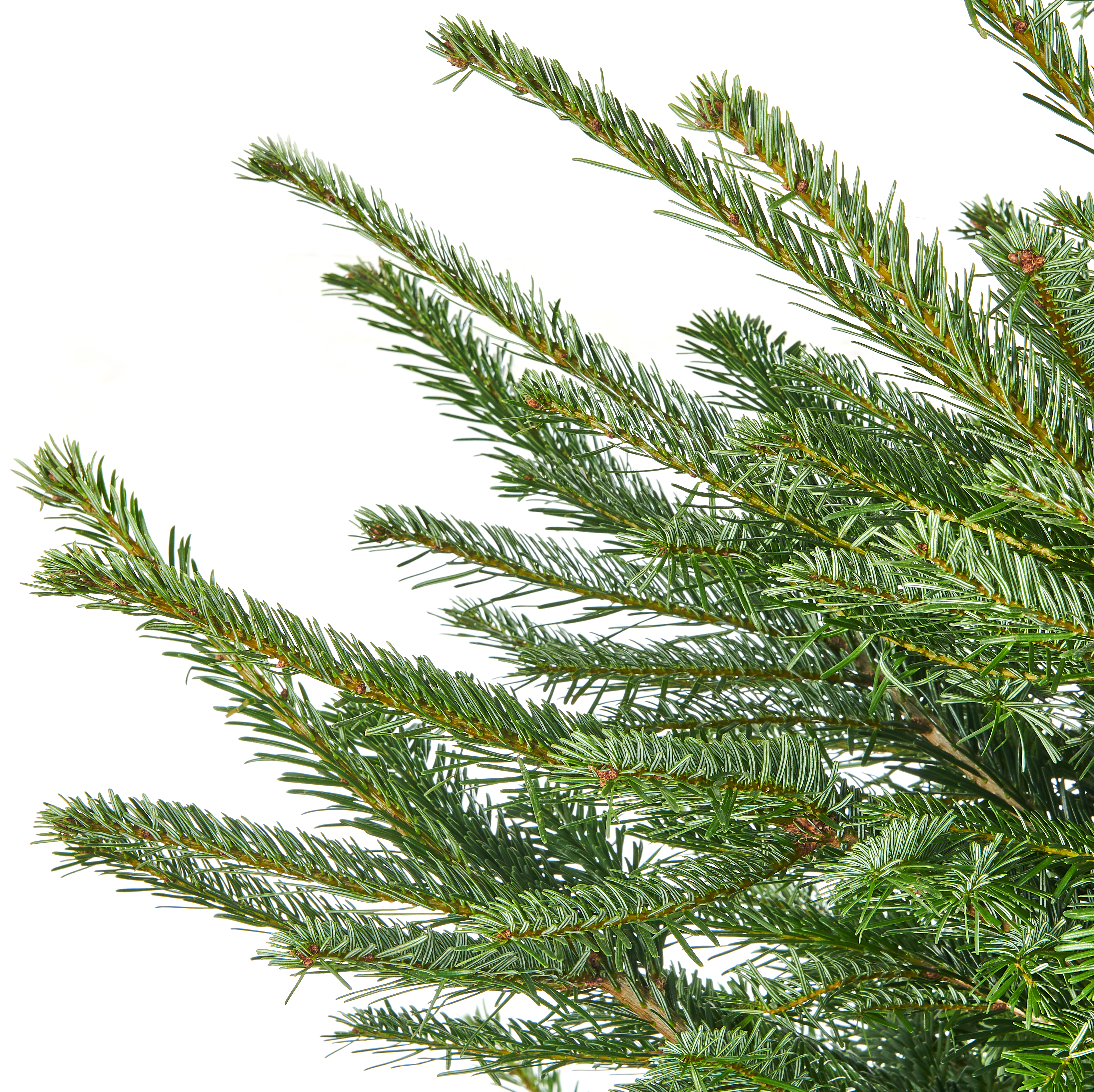 Jodła kaukaska 300-350cm choinka żywa cięta premium - 2