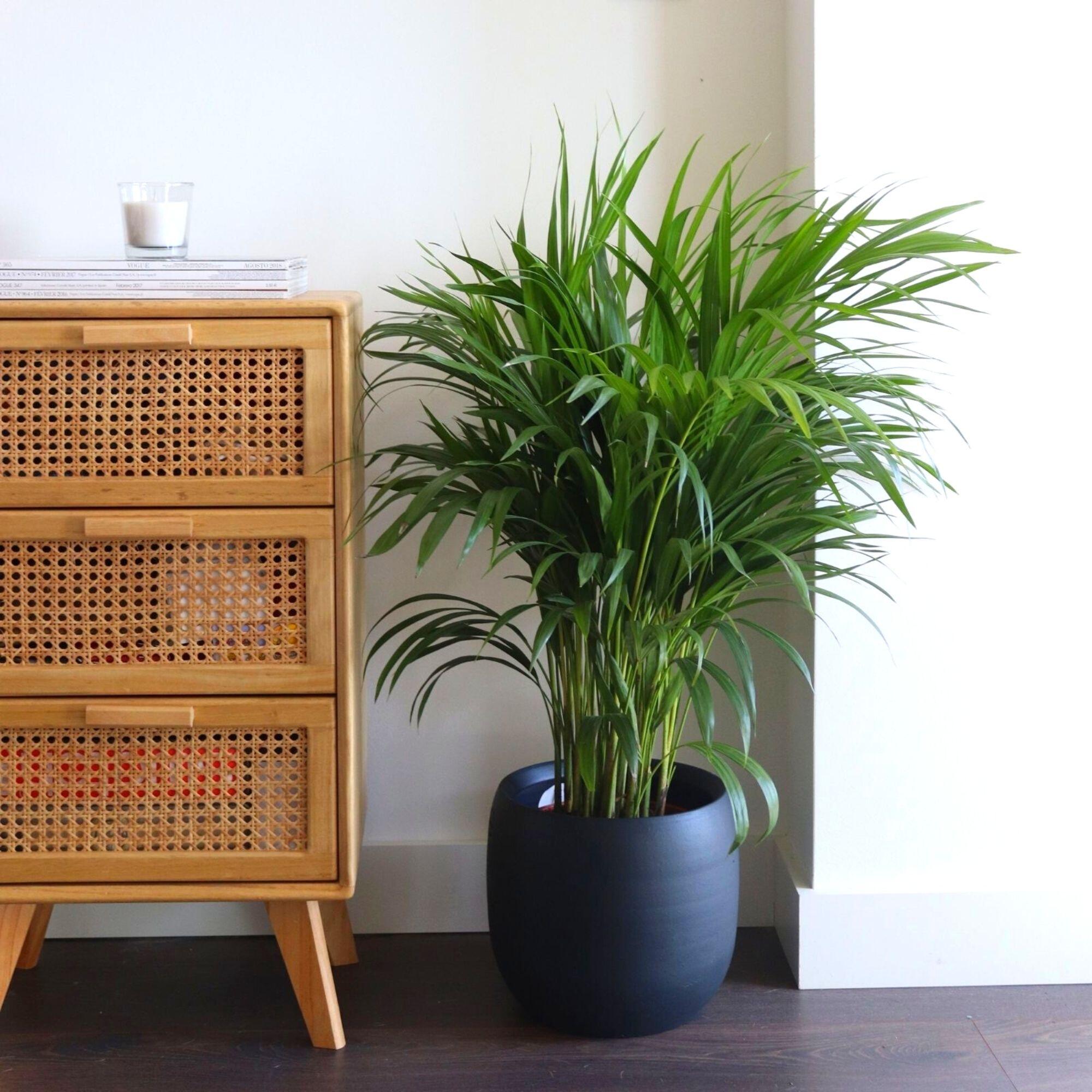 Palmera Areca Dypsis lutescens 110-120 cm en maceta de 24 cm - 2