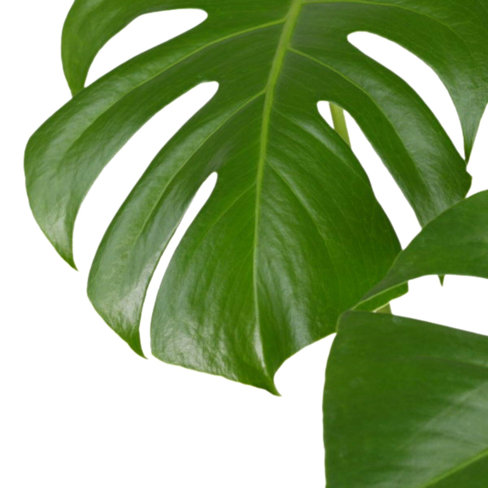 Planta verde Monstera deliciosa 110-120 cm en maceta de 24 cm - 5