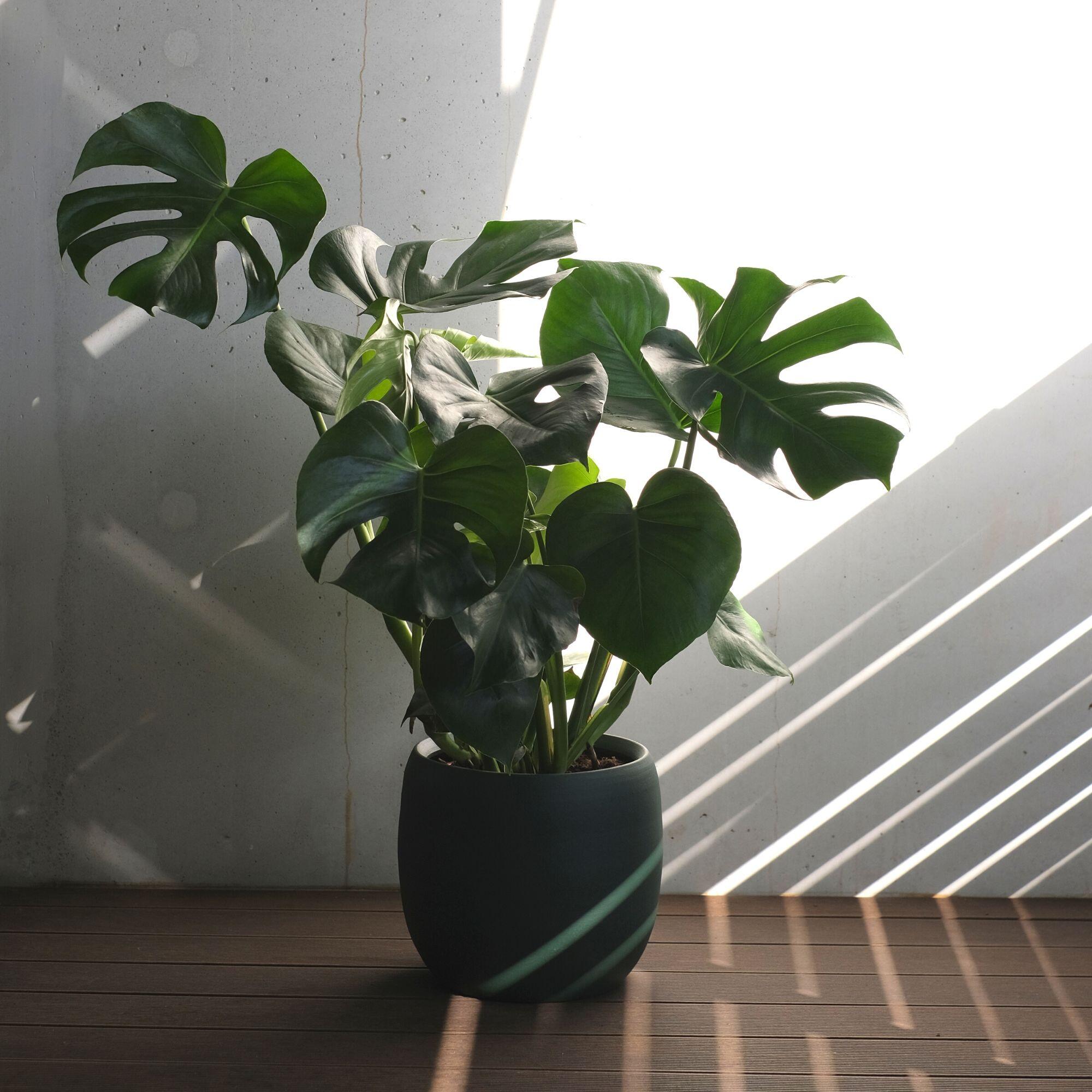 Planta verde Monstera deliciosa 110-120 cm en maceta de 24 cm - 4