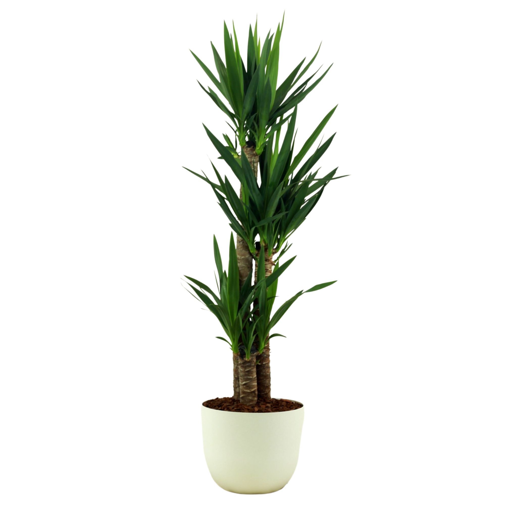 Planta verde yucca elephantipes 120-130 cm en maceta havana blanca de 24 cm
