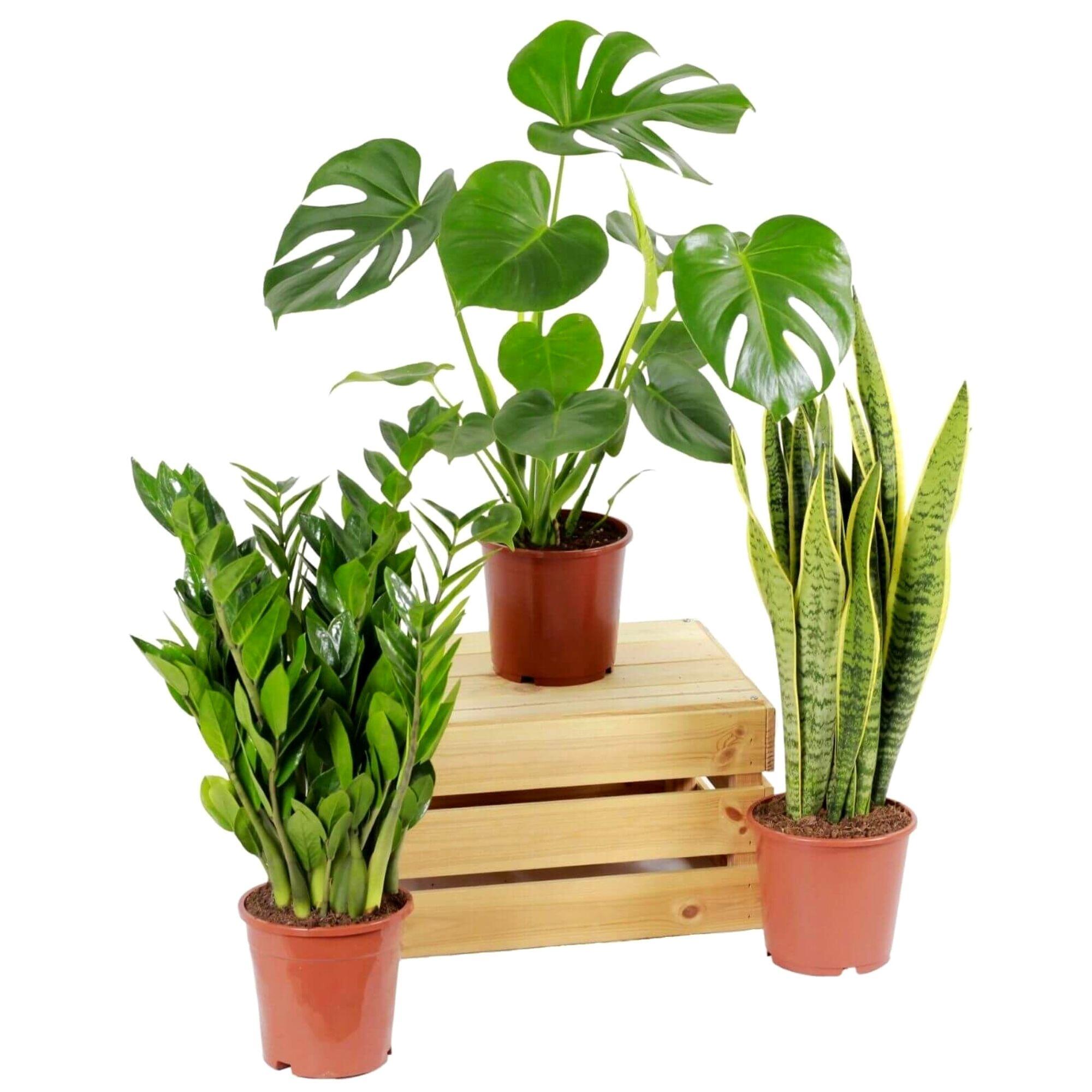 3 plantas sansevieria / zamioculcas / monstera 50-60 cm en maceta de 17 cm