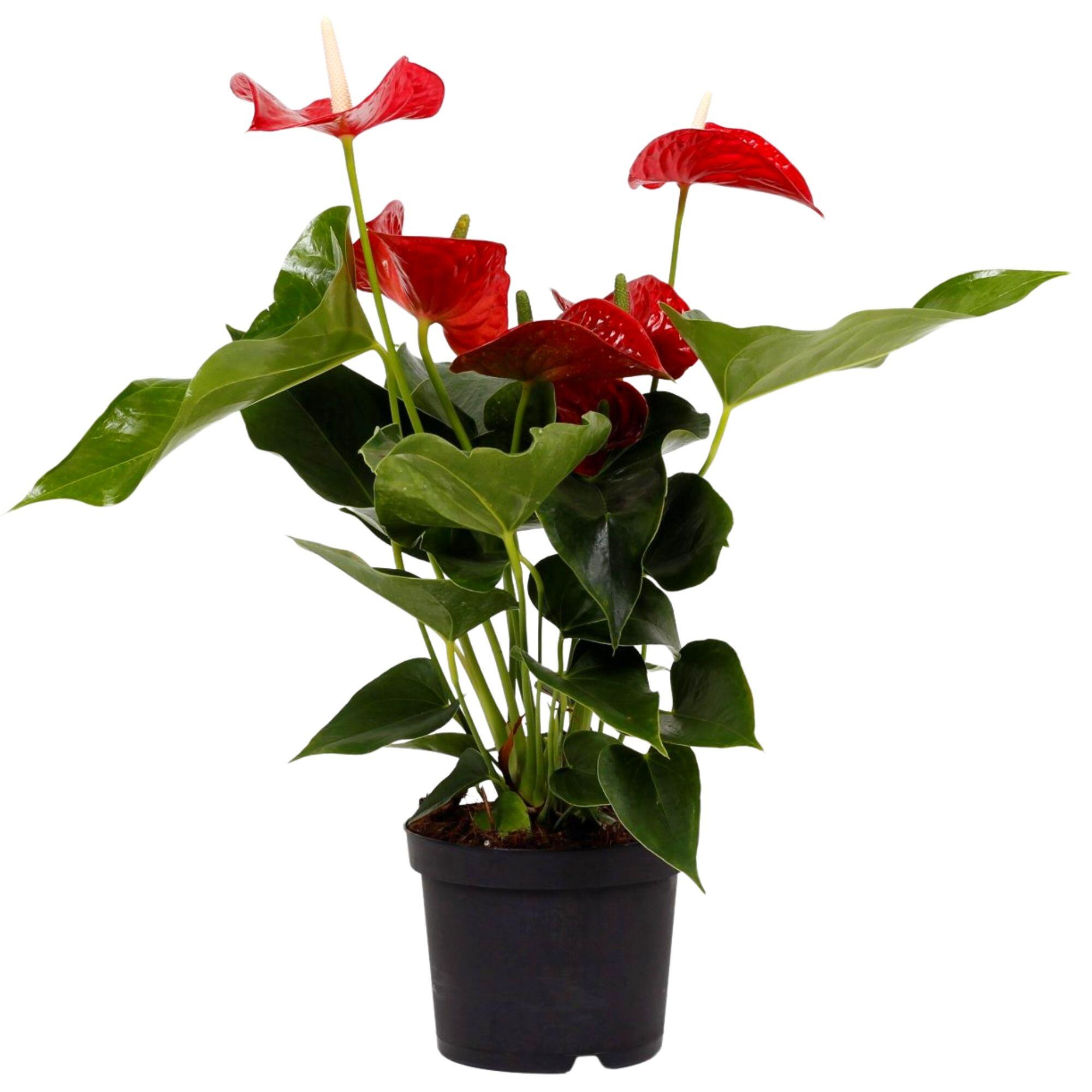 Planta con flores anthurium andreanum 50-60 cm en maceta de 17 cm