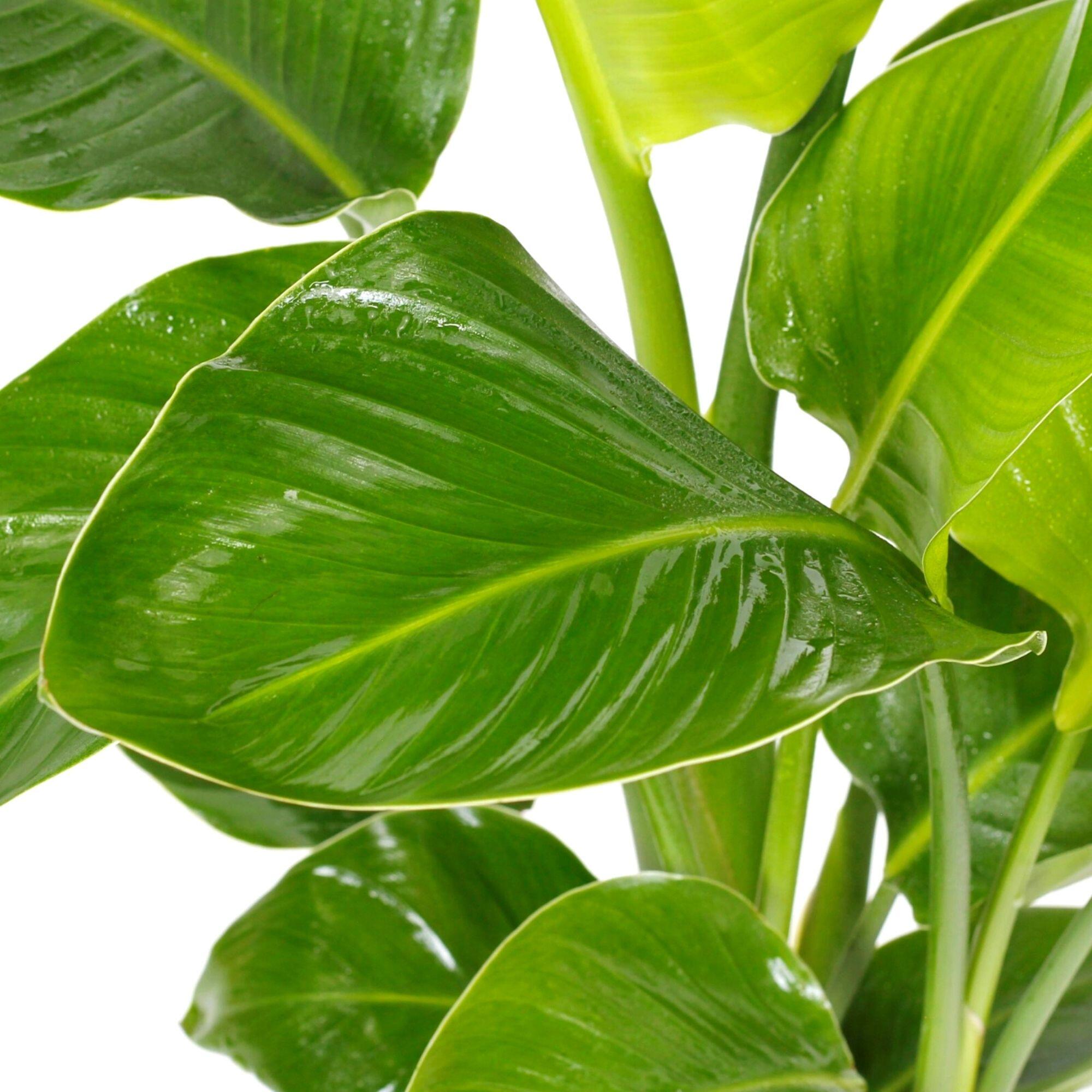 Planta verde Strelitzia nicolai 110-120 cm en maceta de 24 cm - 6