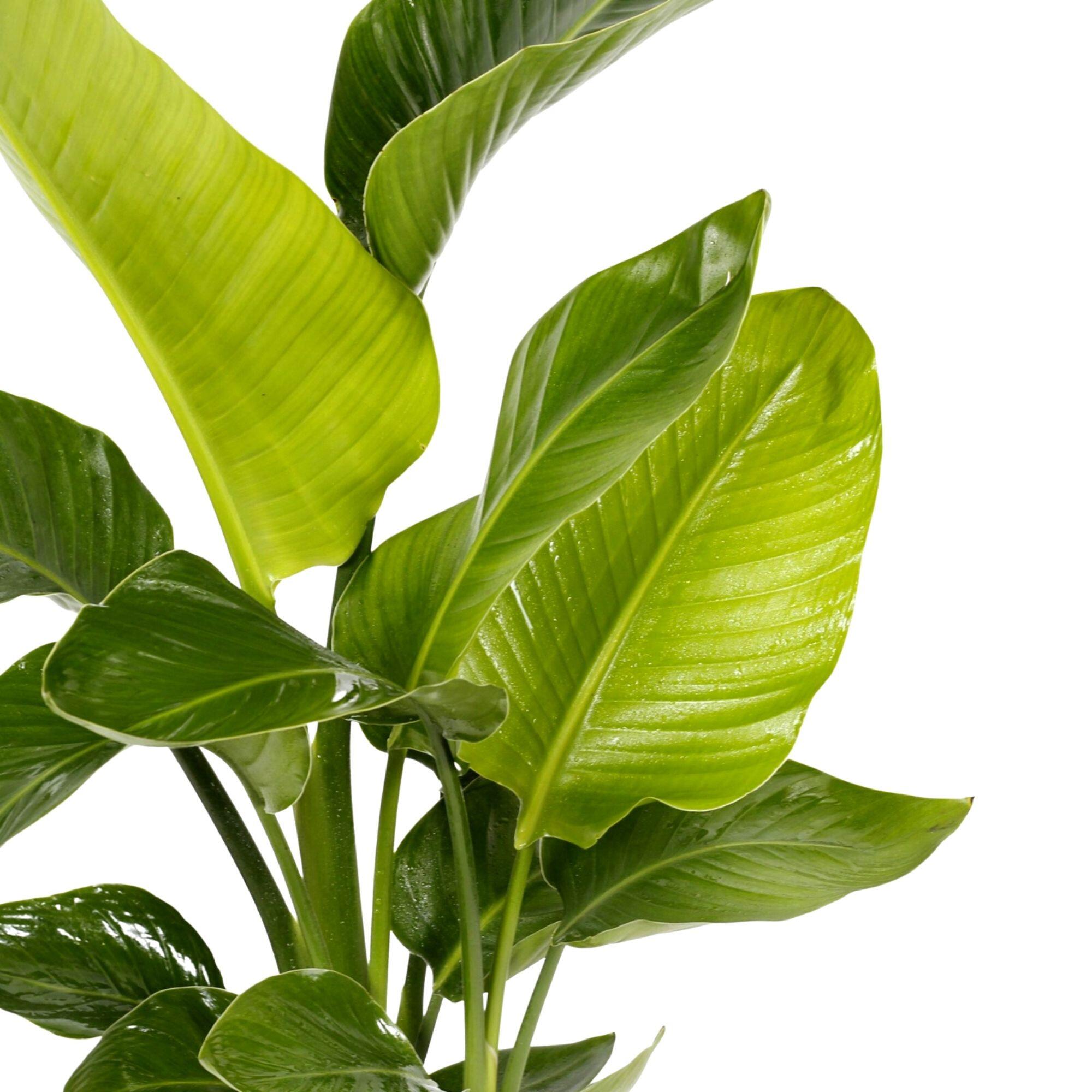 Planta verde Strelitzia nicolai 110-120 cm en maceta de 24 cm - 5