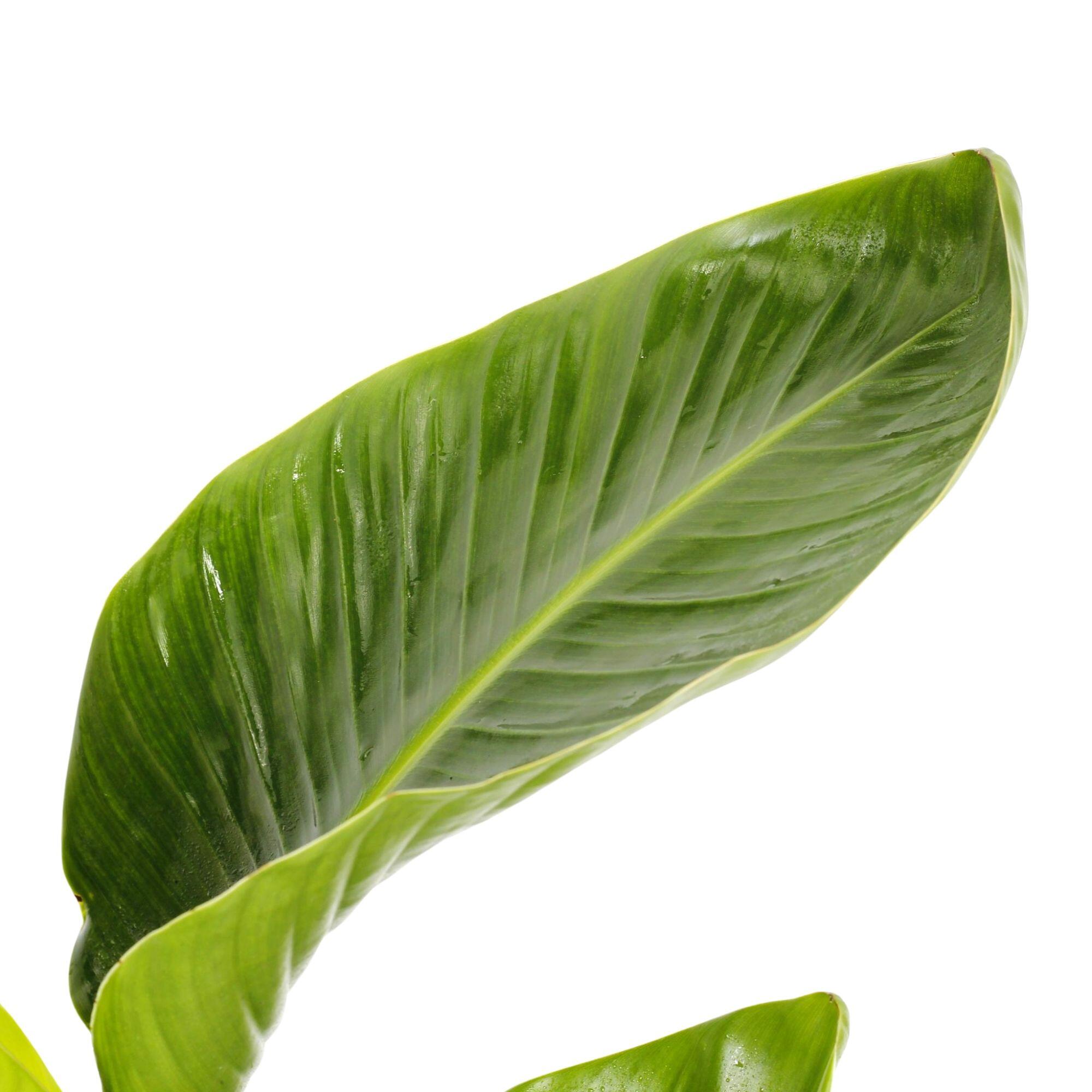 Planta verde Strelitzia nicolai 110-120 cm en maceta de 24 cm - 4