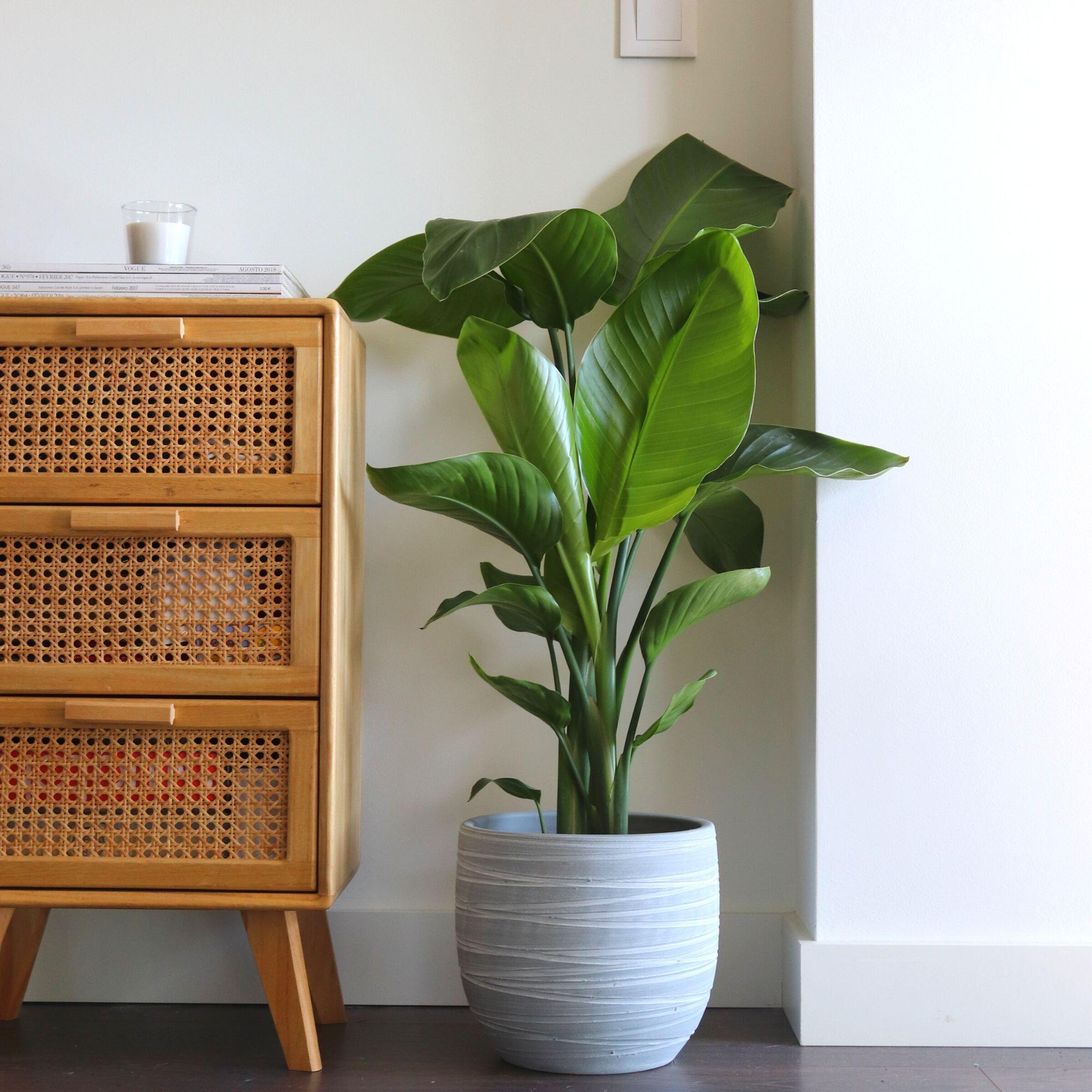 Planta verde Strelitzia nicolai 110-120 cm en maceta de 24 cm - 2