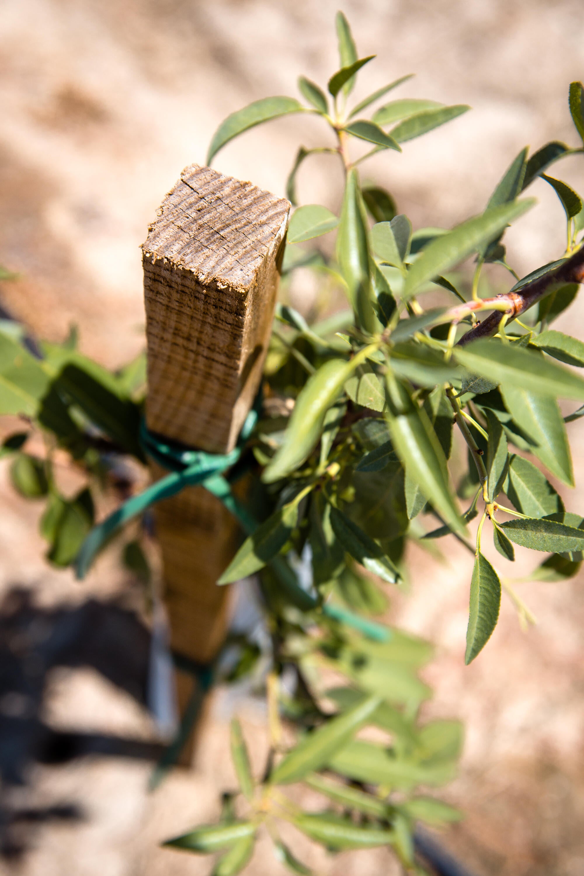 Tutor de madera maciza 3x3 x 125 cm - 4