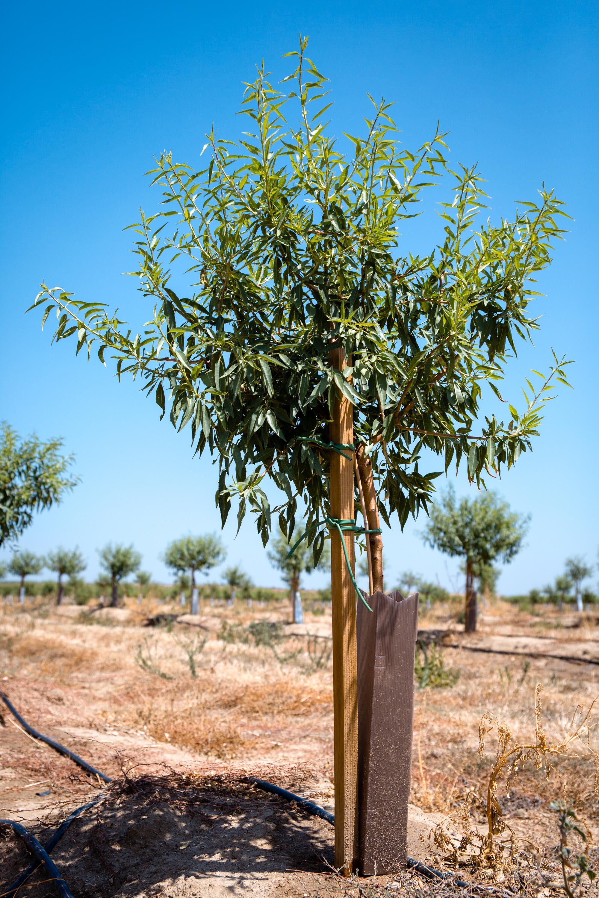 Tutor de madera maciza 3x3 x 125 cm - 2