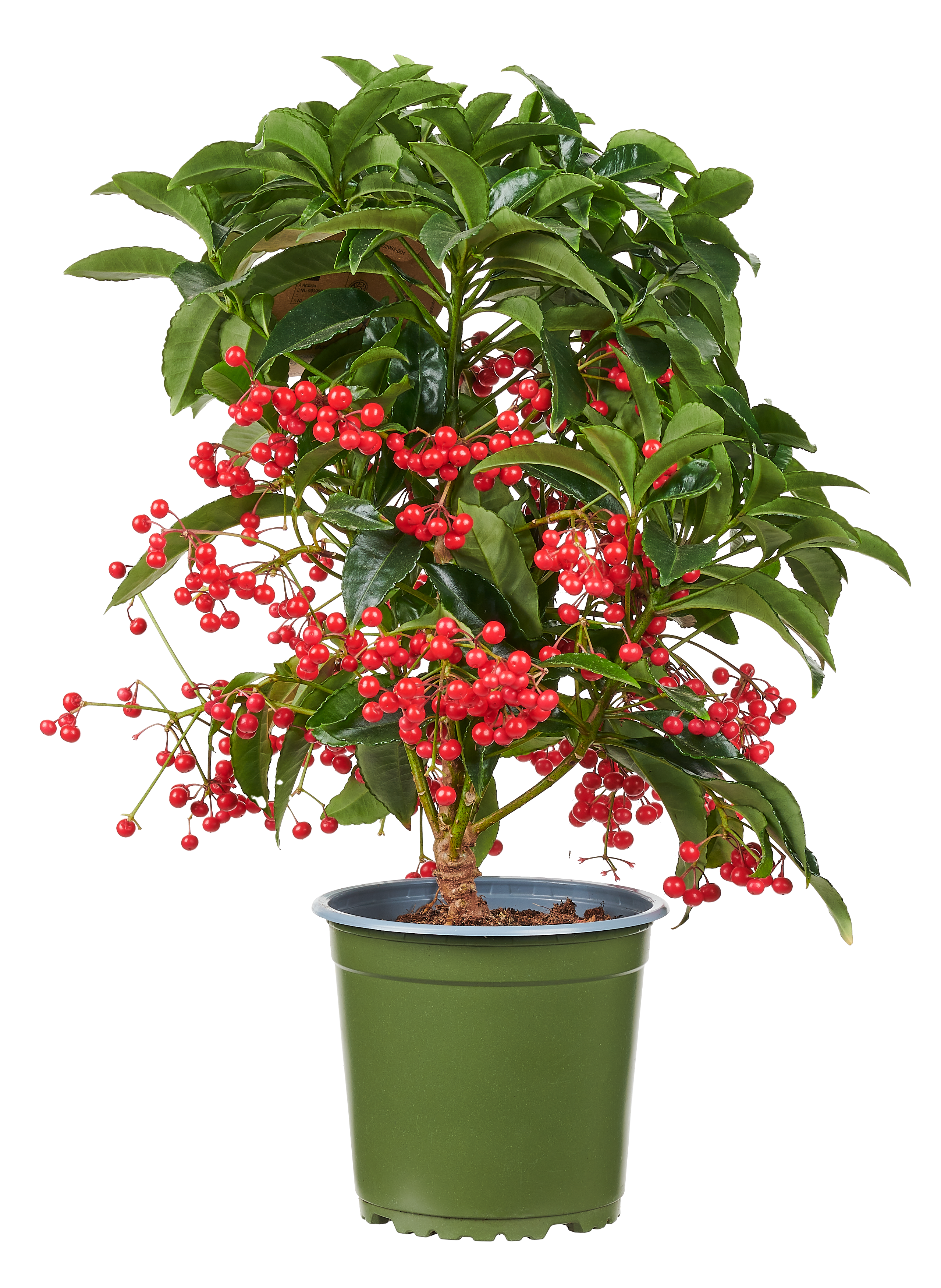 Ardizja Ardisia 40cm