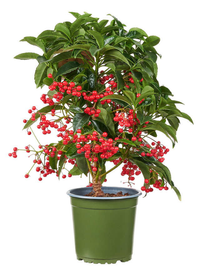 Ardizja Ardisia 40cm