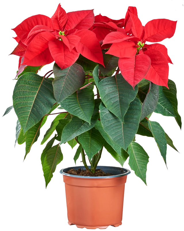 Poinsecja czerwona Gwiazda betlejemska 40 cm