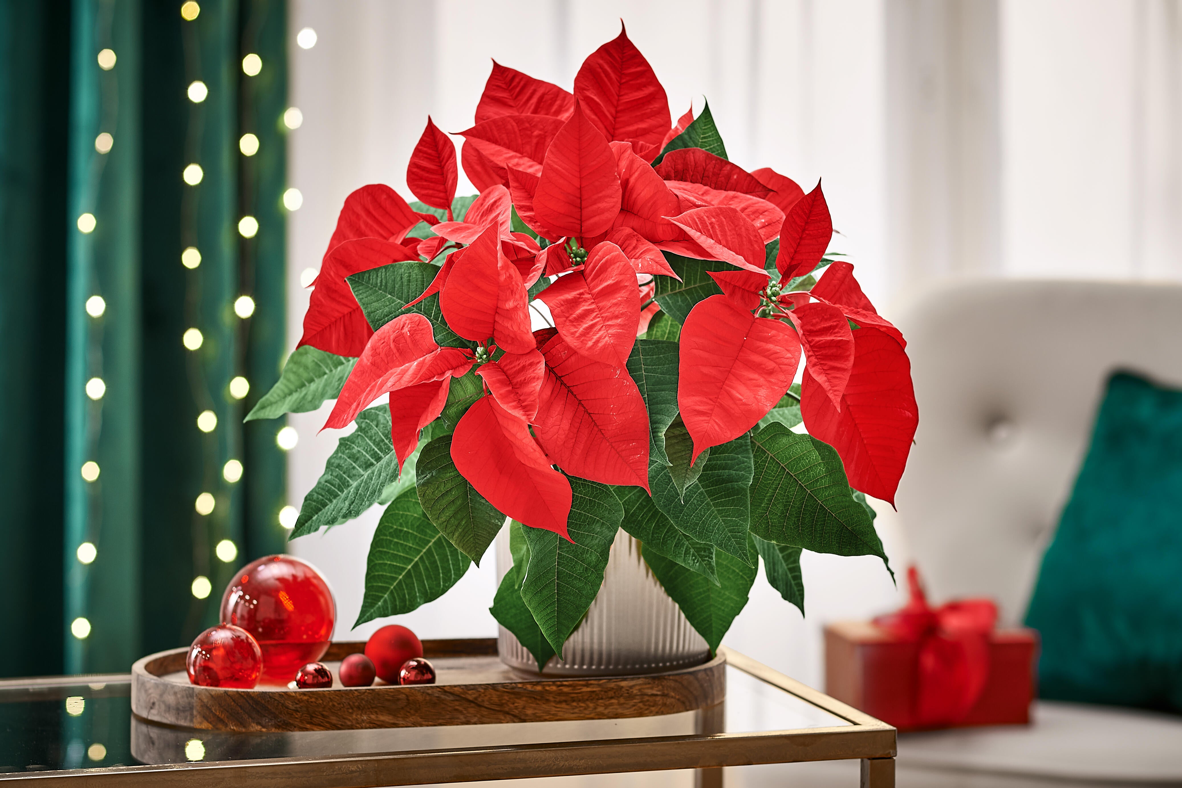 Poinsecja czerwona 40 cm gwiazda betlejemska 4-6 pędów - 6