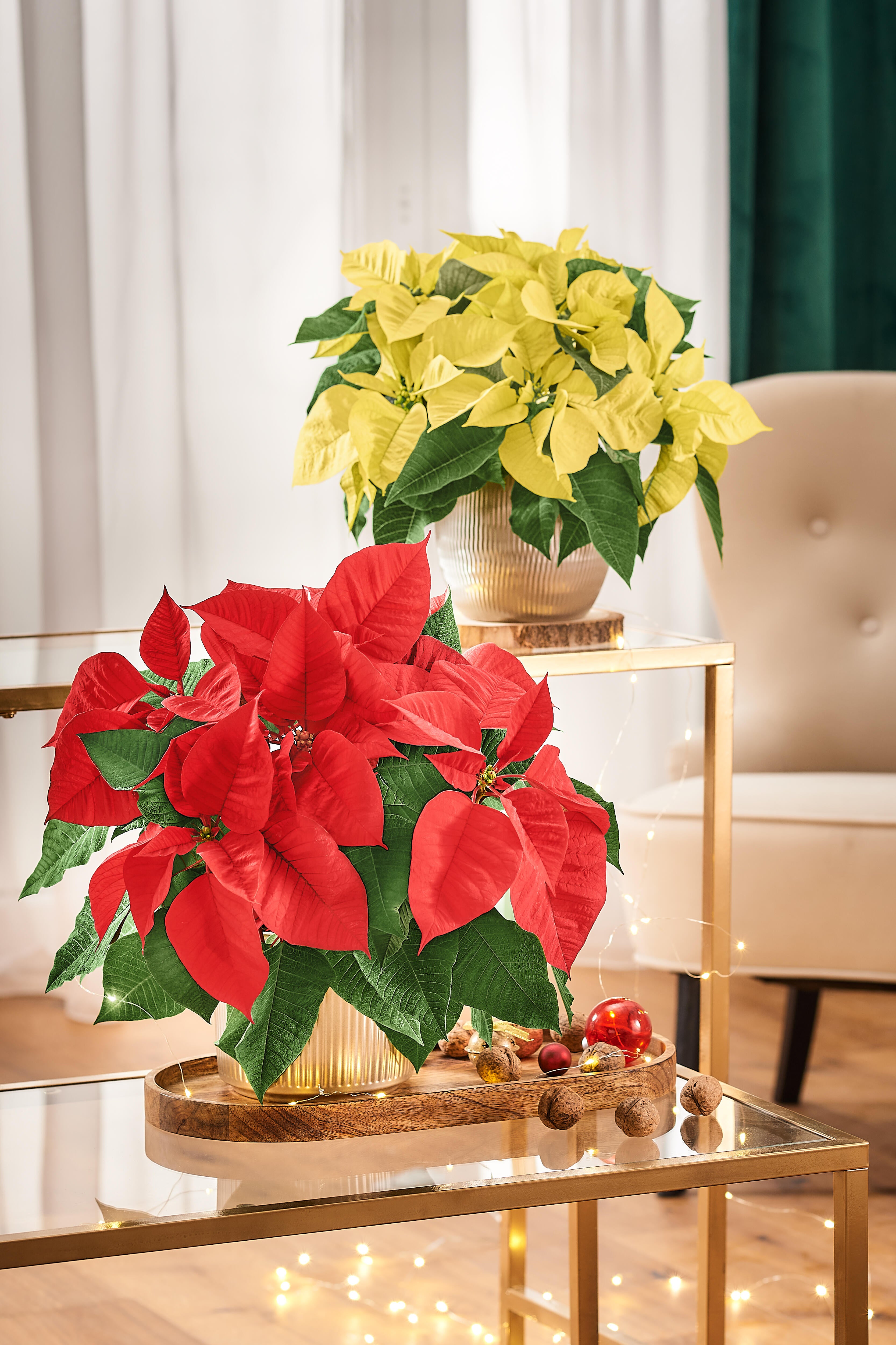 Poinsecja czerwona 40 cm gwiazda betlejemska 4-6 pędów - 4