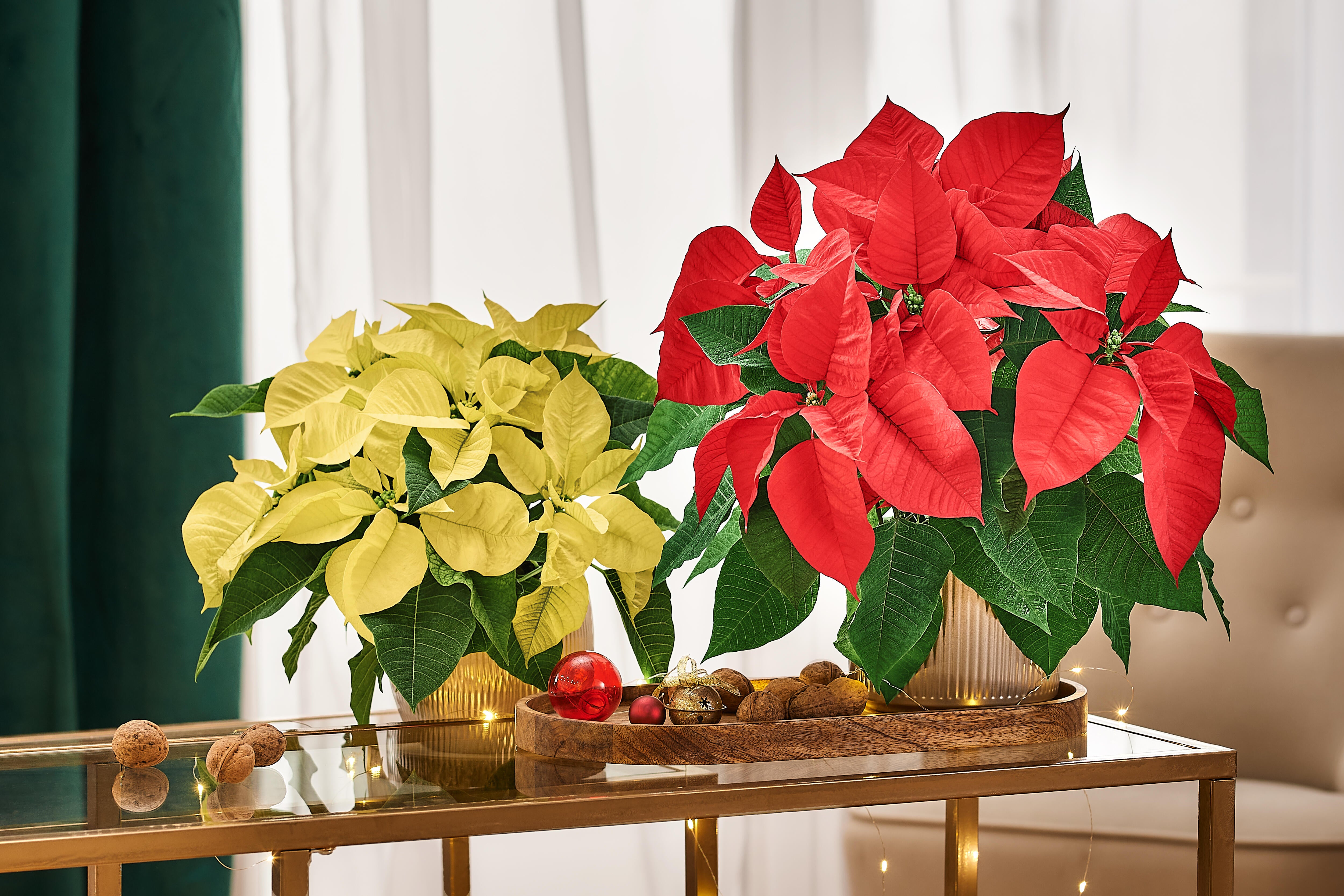 Poinsecja czerwona 40 cm gwiazda betlejemska 4-6 pędów - 3