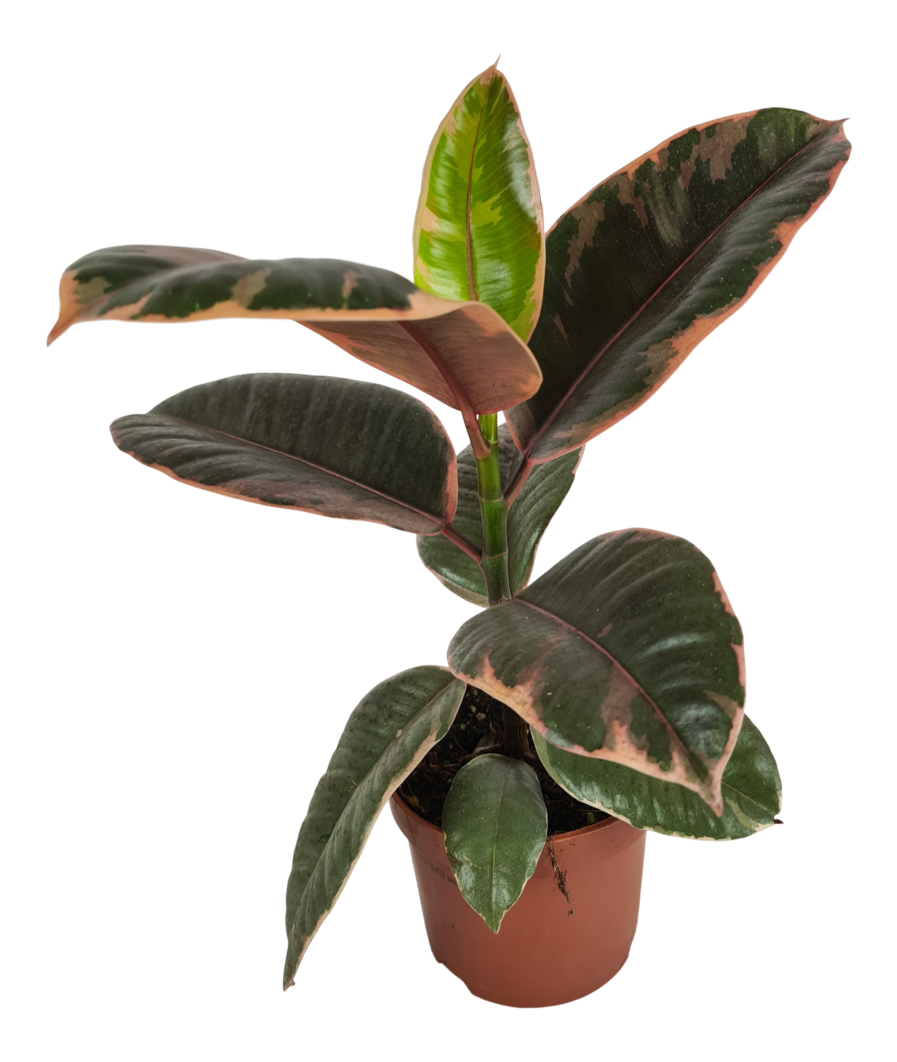 Fikus sprężysty Belize 30 cm