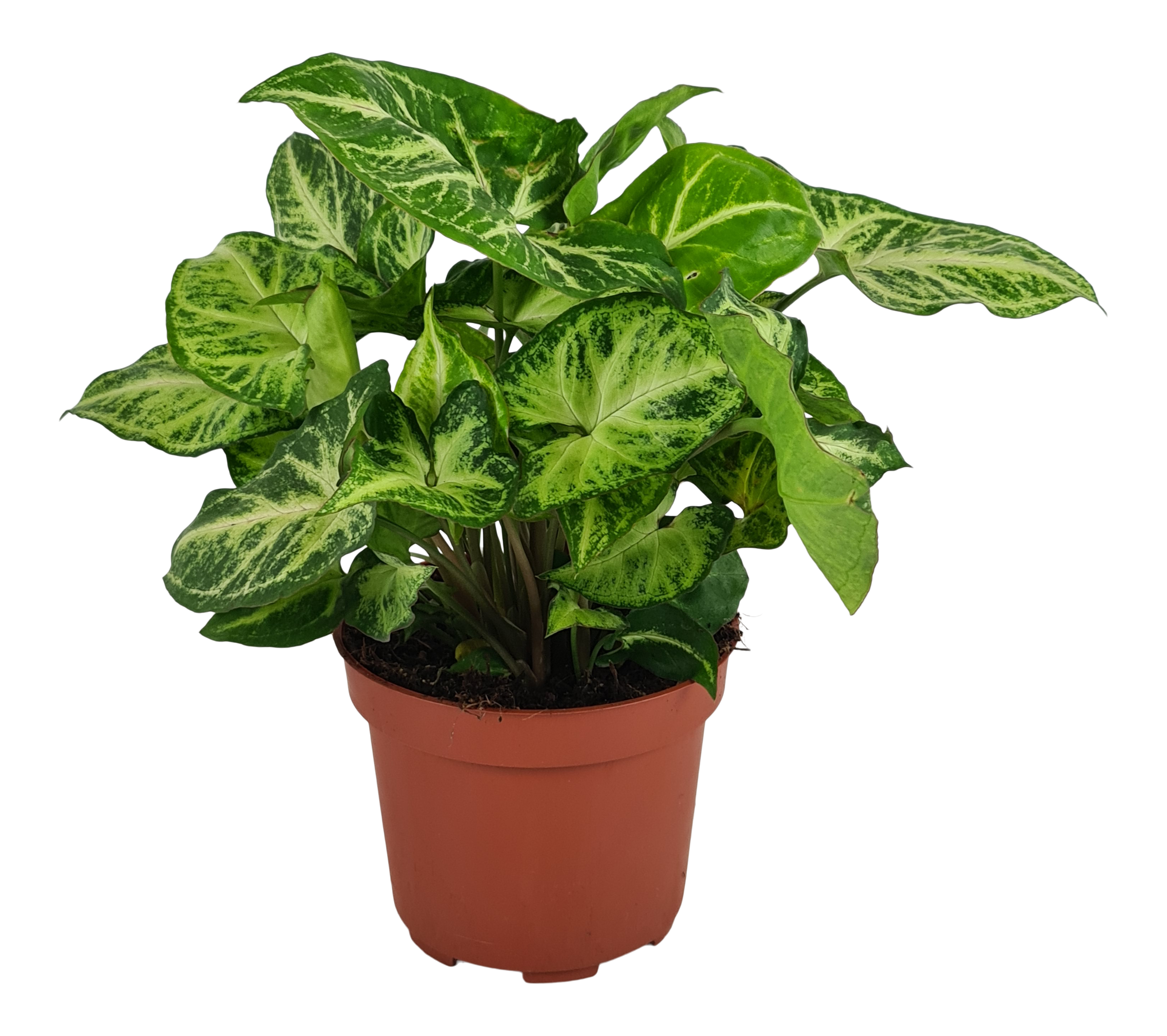 Zroślicha Syngonium Arrow 25 cm