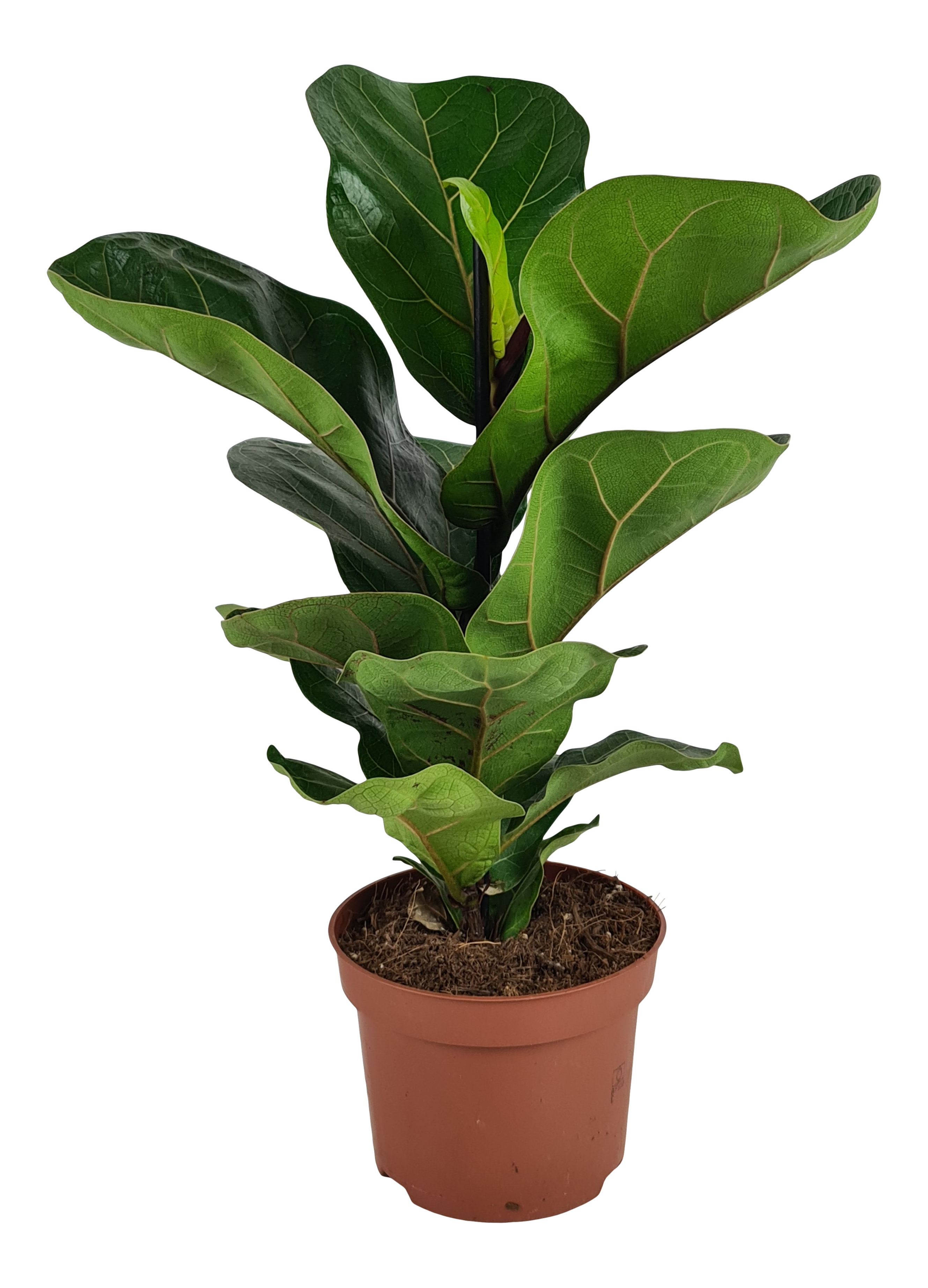 Fikus Lyrata Bambino 34 cm