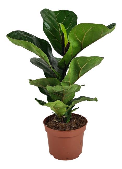 Fikus lyrata bambino 34 cm 86492385