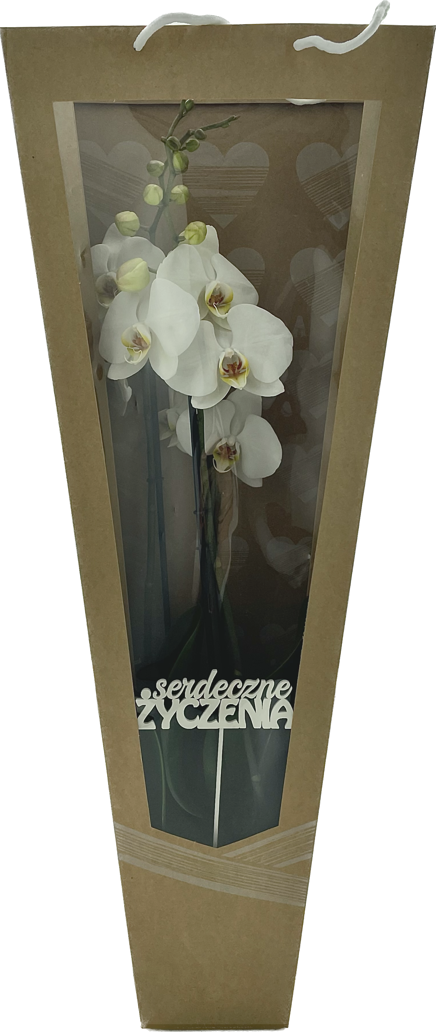Storczyk Falenopsis Orchidea 50-70 cm