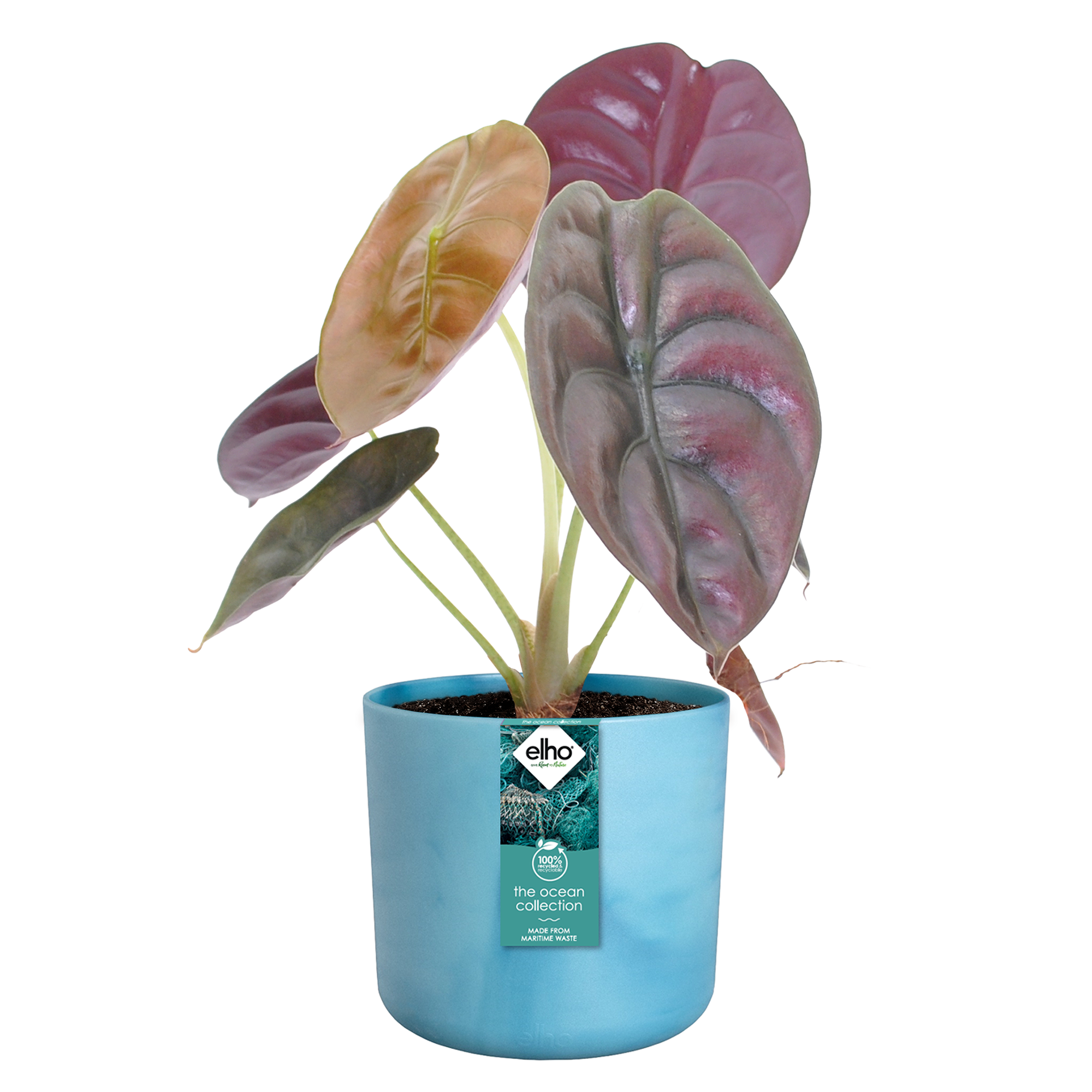 Pot polypropylène x H.20.4 cm bleu - 3