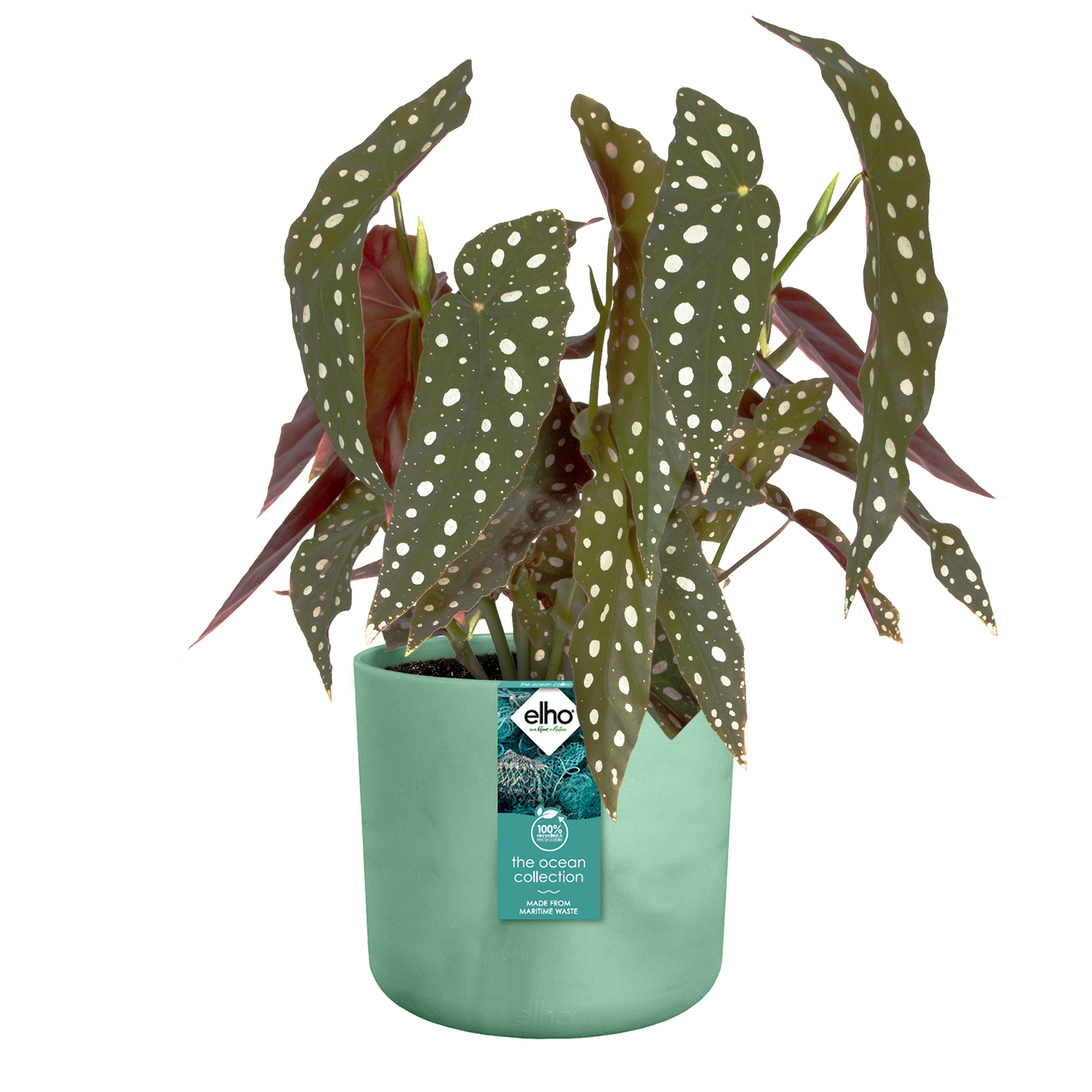 Cache pot rond ELHO D.22 x H.20.4 cm vert - 2