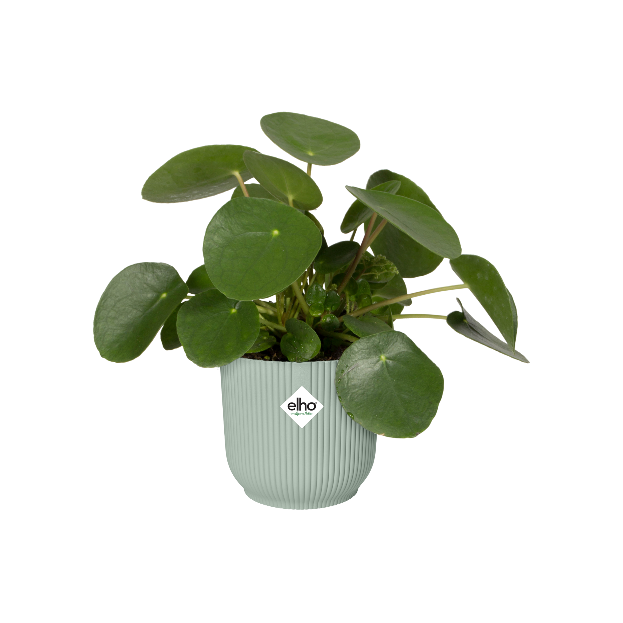 VIBES FOLD ROND 18CM VERT SORBET - 2