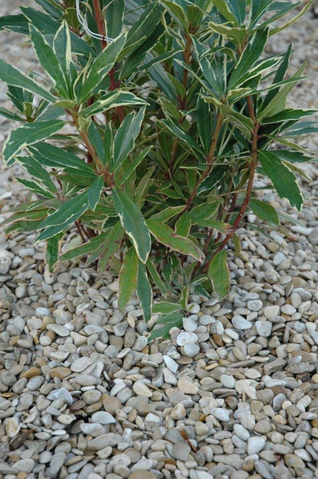 Graviers calcaire crème 8/20mm, 35 kg