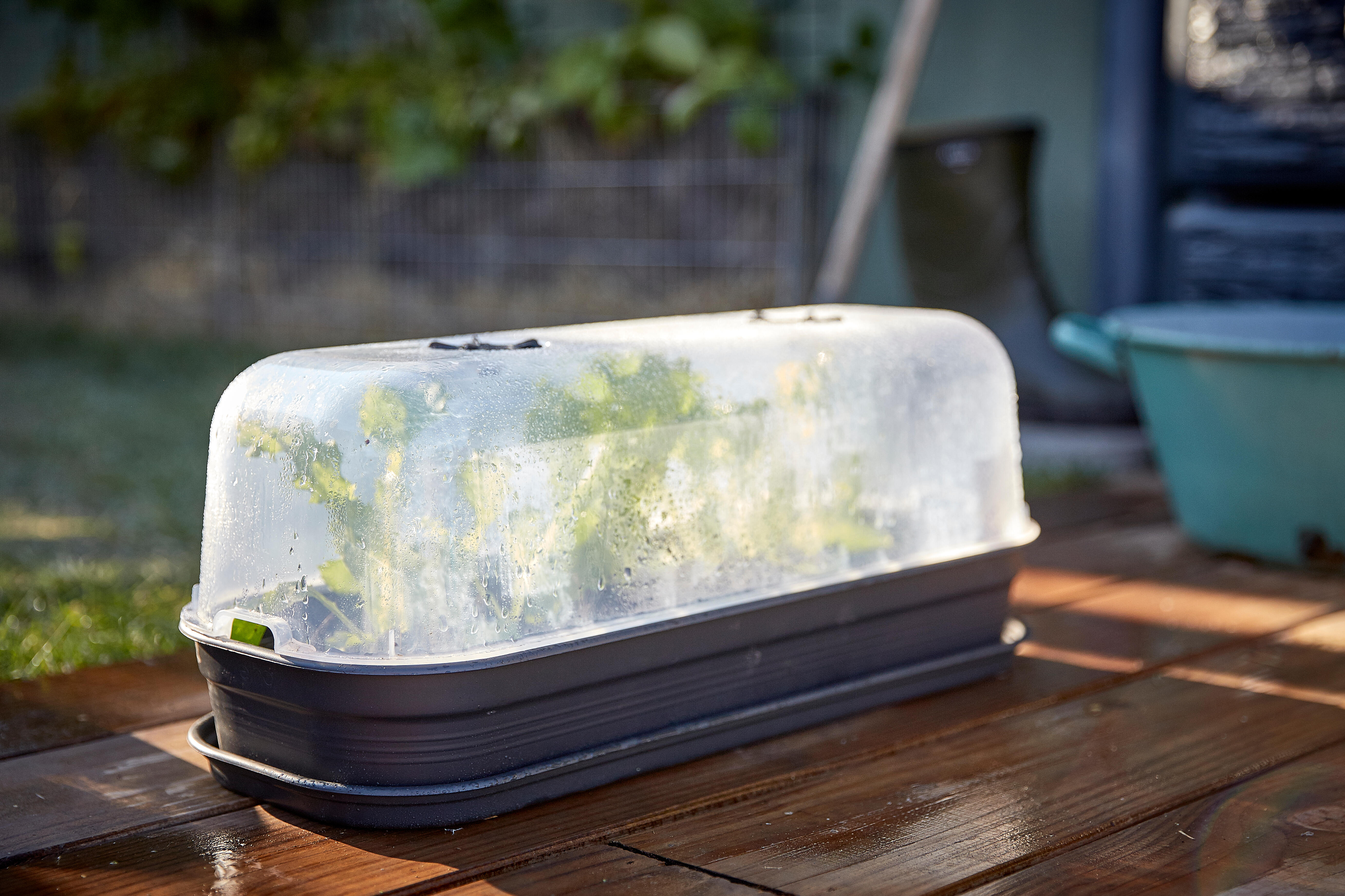 Plateau de culture pour miniserre en polycarbonate simple paroi Noir, 0.1 m² - 2