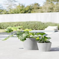 ECOPOTS Vaso Amsterdam Mini In Plastica Riciclata – Diametro 8 Cm, Grigio Chiaro, Per Piante Grasse