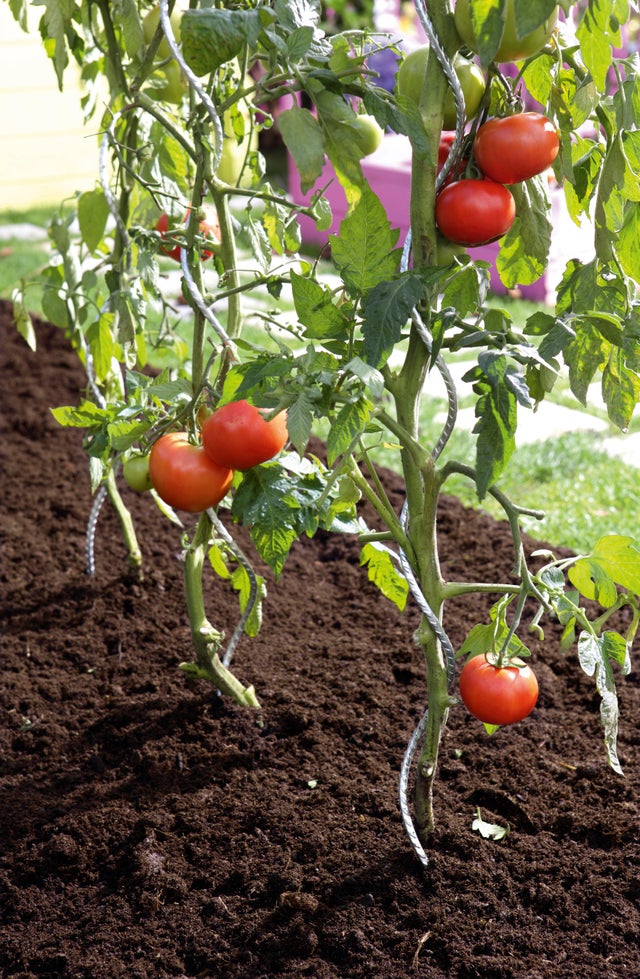 Tuteur tomate spirale NORTENE H.1.80 m