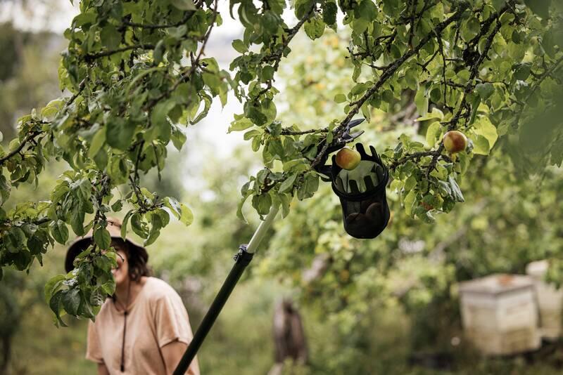 Cueille-fruits Fiskars UP80 ⌀16,5cm coupe-branches multif. 1023624 & 1023625 - 4