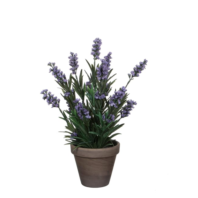 Azienda Agricola Lavanda del Po Azienda Agricola Lavanda del Po