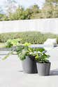 Vaso Per Piante E Fiori Amsterdam ECOPOTS In Plastica Colore Grigio Chiaro H 44 5 Cm P 50 Cm 50 Cm 74923982 Vaso Per Piante E Fiori Amsterdam ECOPOTS In Plastica Colore Grigio Chiaro H 44 5 Cm P 50 Cm 50 Cm 74923982