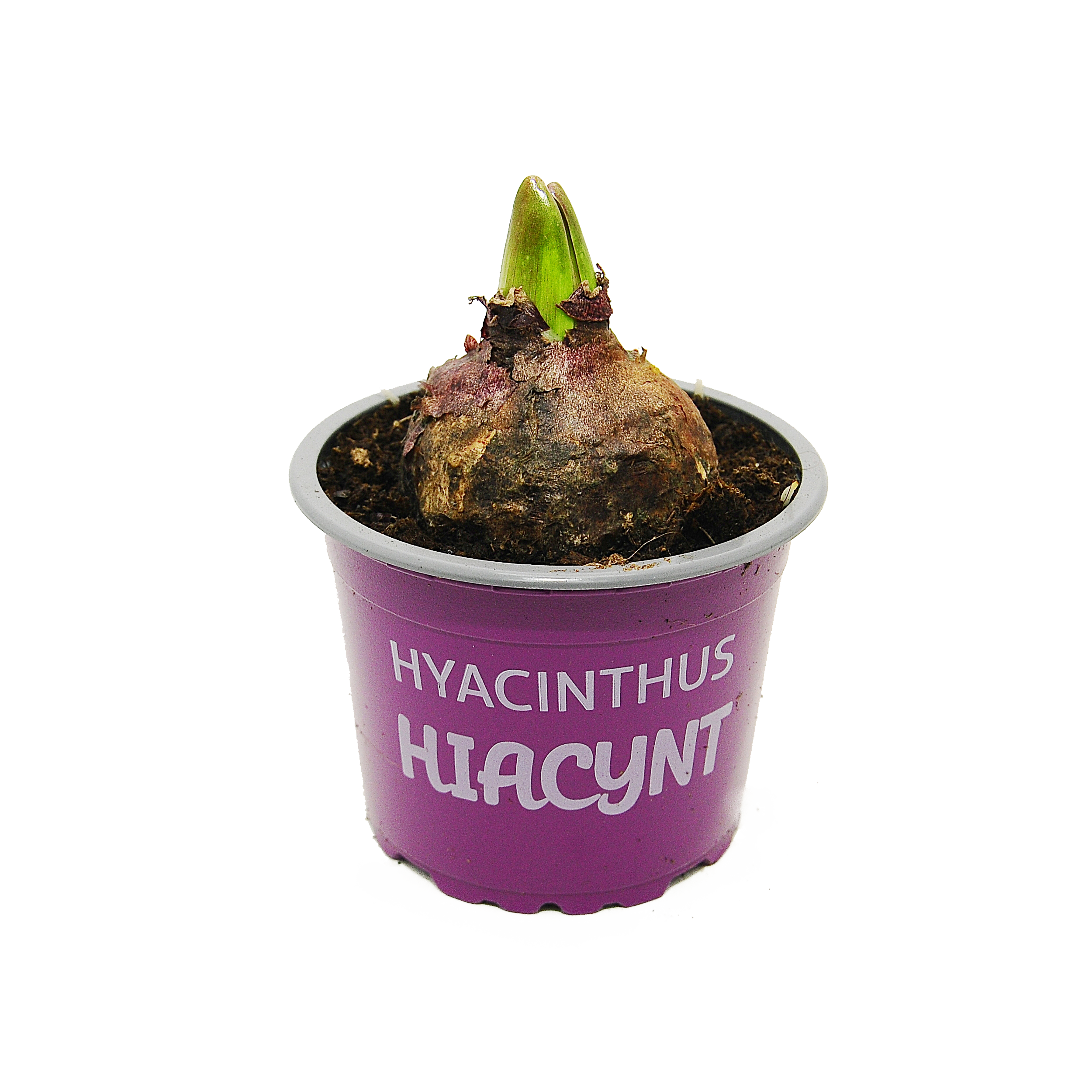 Hiacynt purpurowy 12 cm