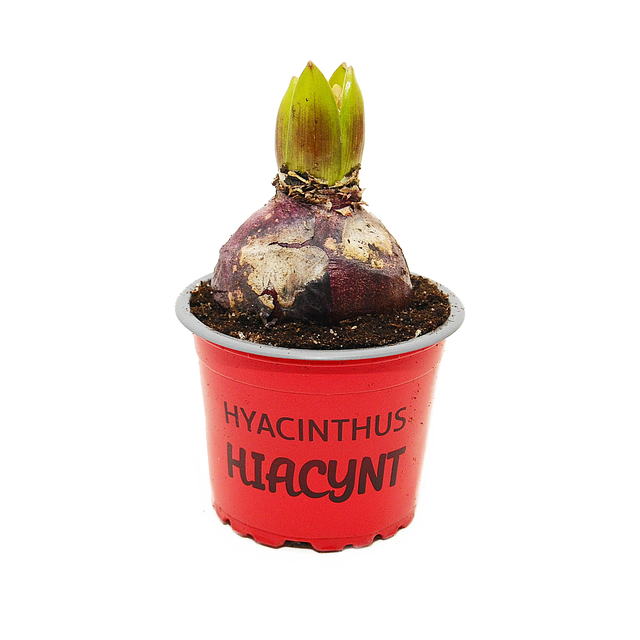 Hiacynt czerwony 12 cm