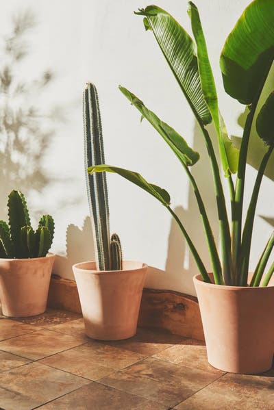 Las mejores ideas DIY para exponer tus plantas de interior  Plantas de  interior, Plantas de interior fotos, Maceteros de interior