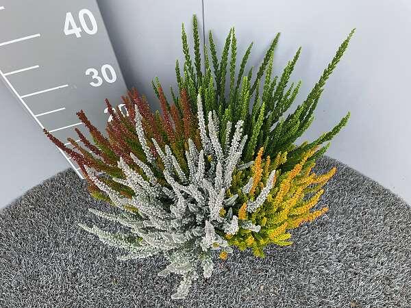 Calluna Sunset Fire Trio P17 H.35cm | Leroy Merlin