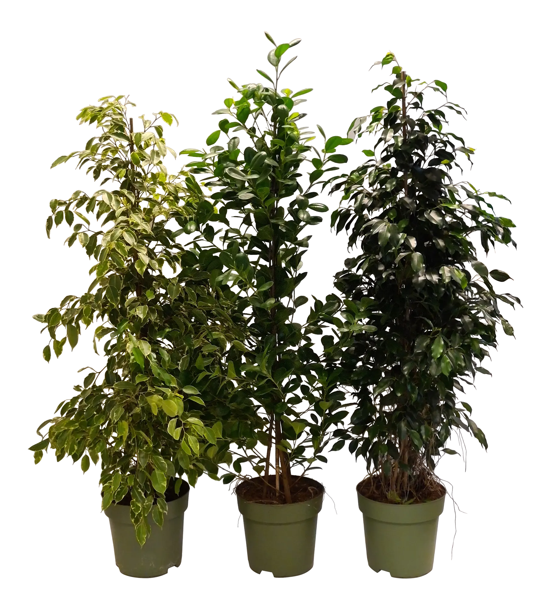 Fikus Benjamina Mix 150 cm